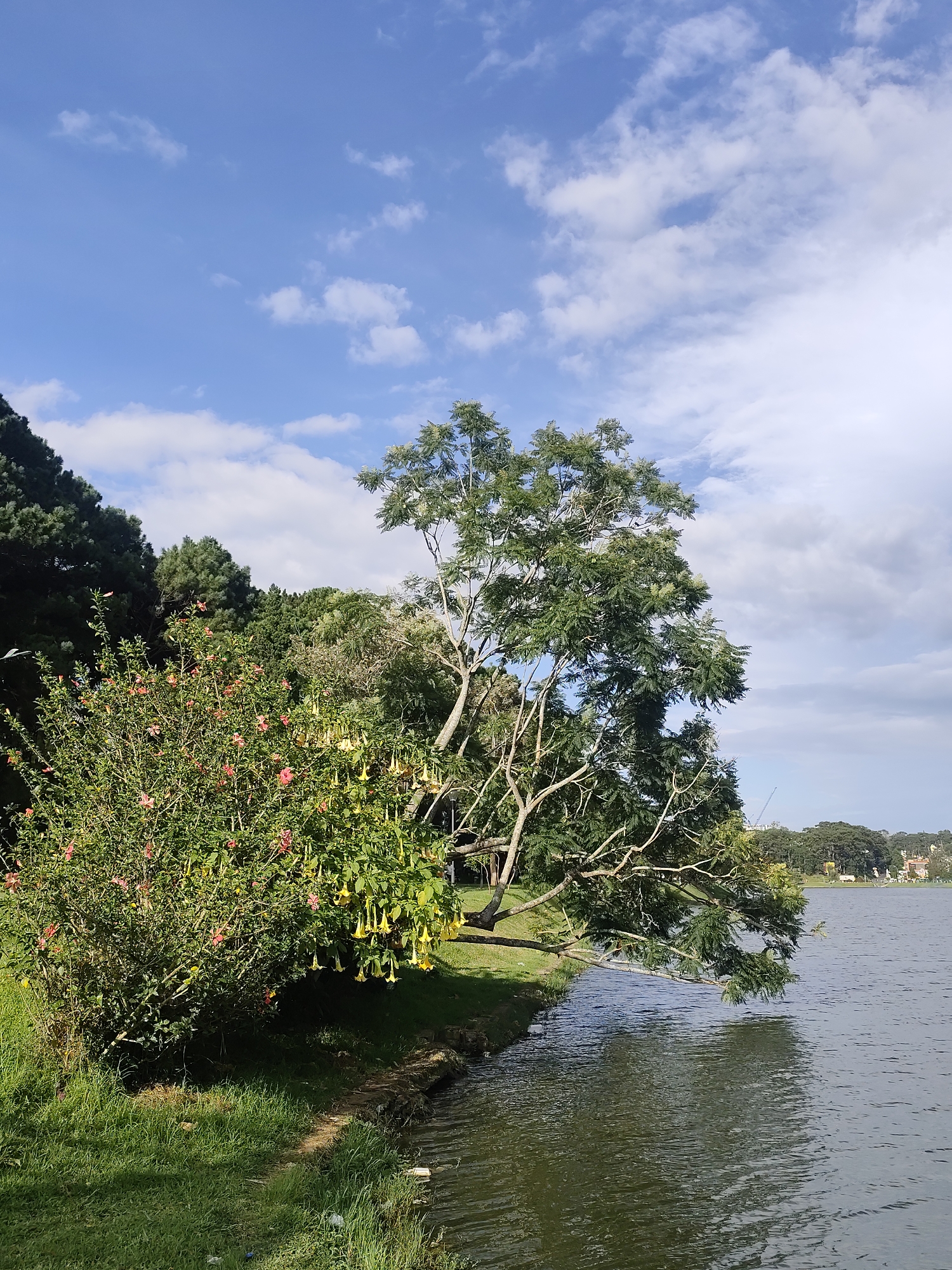 This is a medium-shot, outdoor photograph of Xuan Huong Lake in Da Lat, Vietnam. The scene depicts a tranquil waterscape with lush greenery and a bright blue sky dotted with white clouds. In the foreground, a body of water stretches across the bottom right of the frame. The water is calm with gentle ripples reflecting the sunlight and the surrounding trees. Along the left bank, a grassy slope leads down to the water's edge. A large tree with spread-out branches dominates the center-right of the image, extending its limbs over the water. To the left of this tree, a dense bush with pink and yellow flowers is visible. Beyond the bush, a line of dark green coniferous trees forms a backdrop. In the distance, across the lake, a residential area with houses and more trees can be seen, along with what appears to be construction cranes. The lighting suggests it is daytime with clear weather conditions. There are no people visible in the image.