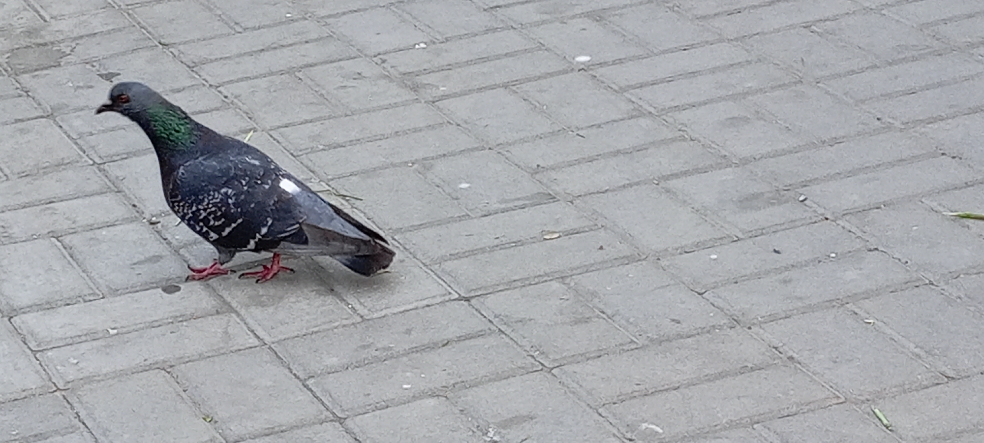 A pigeon is walking on a paved surface made of gray rectangular bricks. The pigeon is dark gray with iridescent green and purple neck feathers. It has red legs and feet, and a white patch on its left wing. The pigeon is facing to the left and is in the lower left quadrant of the image. The background is a repeating pattern of the gray bricks, some of which have small white specks on them. There are also a few dry leaves and blades of grass scattered on the ground. The lighting appears to be overcast, as there are no strong shadows. The scene is located in the city of Kirsanov, Russia.