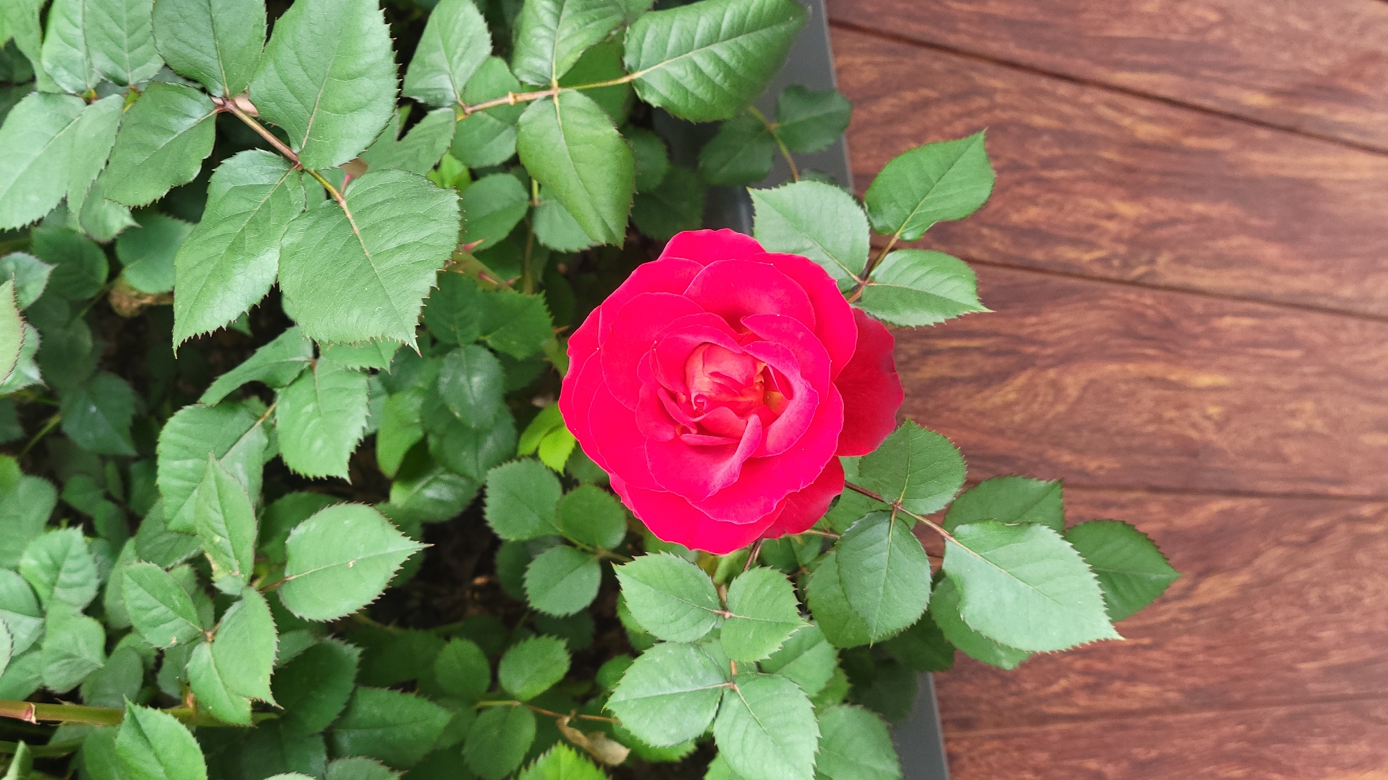 A red rose blooms amidst its green foliage, positioned near a wooden surface. The location and specific city are unknown.