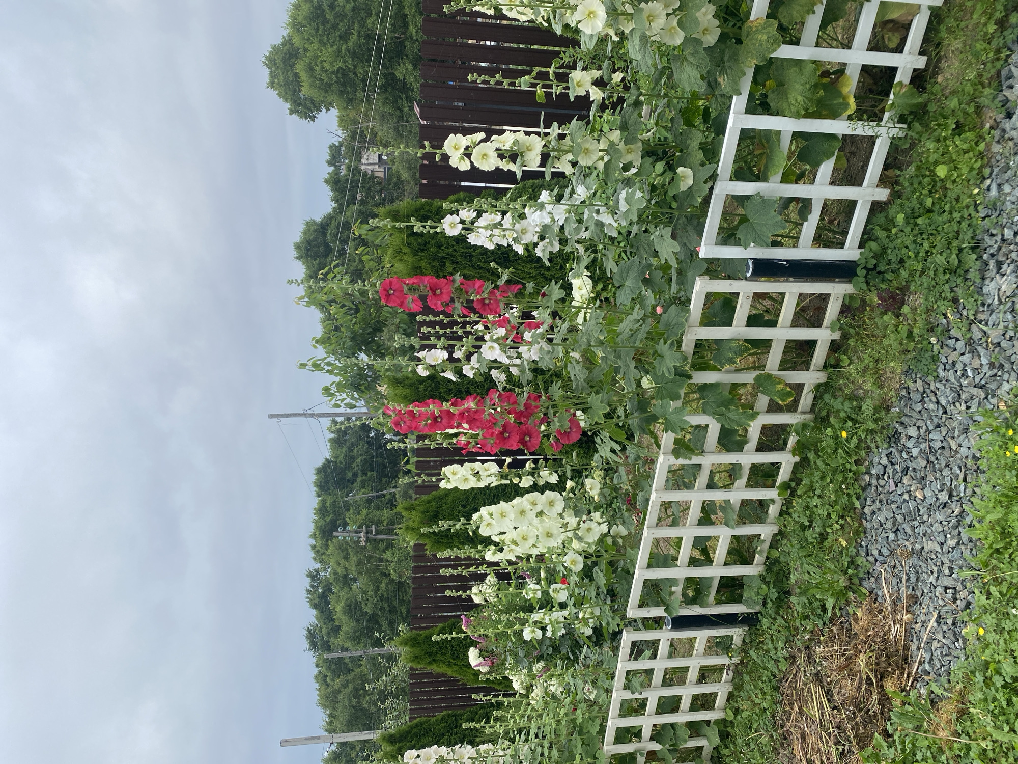 The image depicts a garden in Tret’ya Pad’, Russia, featuring a row of tall hollyhock flowers in vibrant red and white hues. These flowers stand tall along a white lattice fence, with dark green evergreen shrubs and a dark wooden fence forming the background. Overhead, a cloudy sky dominates the scene, suggesting a diffused light condition. The foreground shows gravel, green grass, and some dry plant matter. There are no people or animals visible in the frame, and no discernible actions or interactions are taking place. The scene is a still-life of a well-maintained garden.