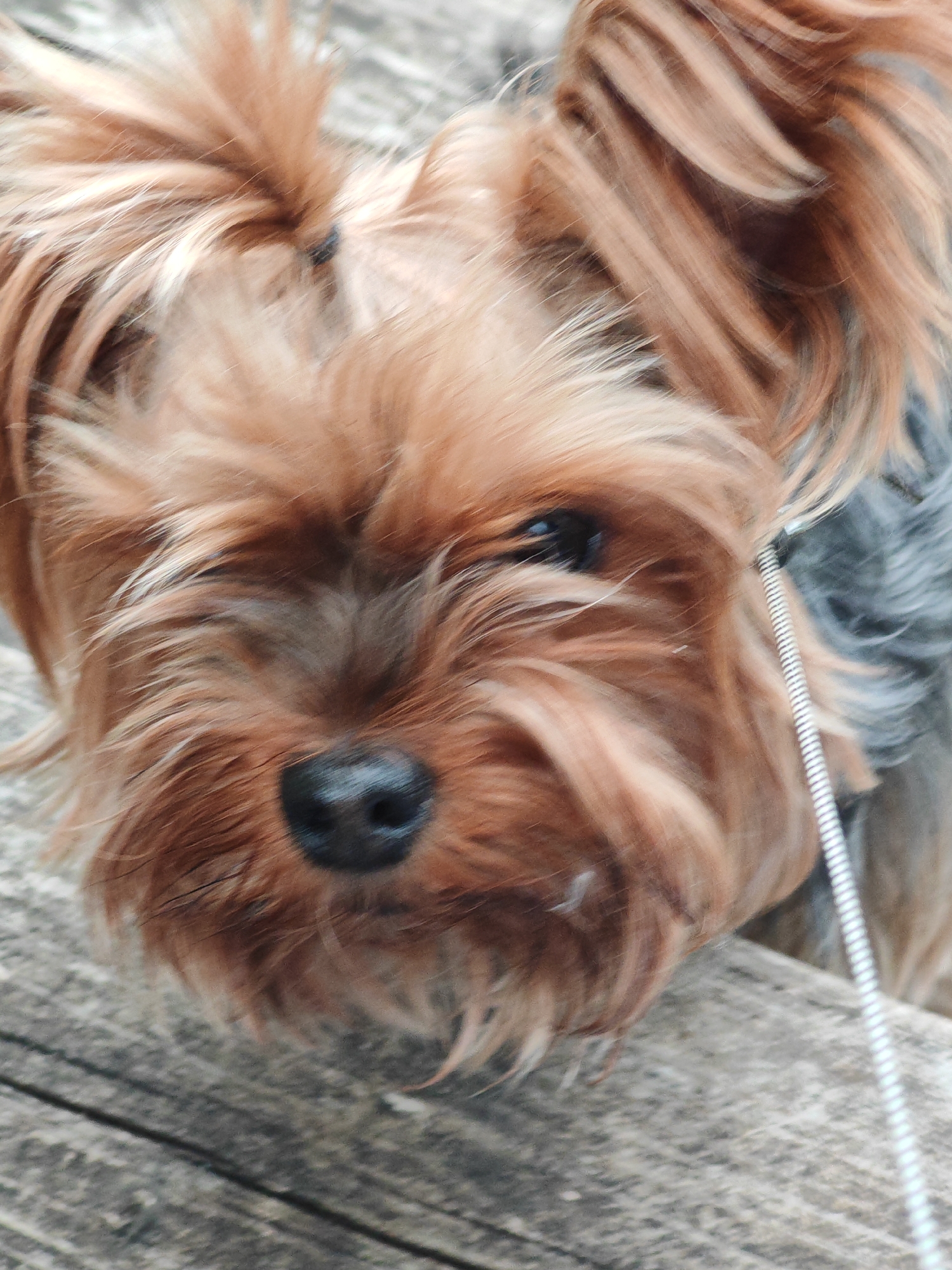 A close-up shot shows the face of a Yorkshire Terrier, its fur a mix of tan and gray. The dog's nose is black and prominent, and its dark eyes are partially obscured by its shaggy hair. A thin, metallic cord, possibly part of a leash or collar, extends from the right side of the frame. The dog is positioned on a weathered wooden surface, its texture suggesting an outdoor setting. The background is blurred, indicating a shallow depth of field, but it appears to be an indistinct outdoor environment. The overall impression is of a pet resting on a wooden platform. This image was captured in Rosinka, Russia.