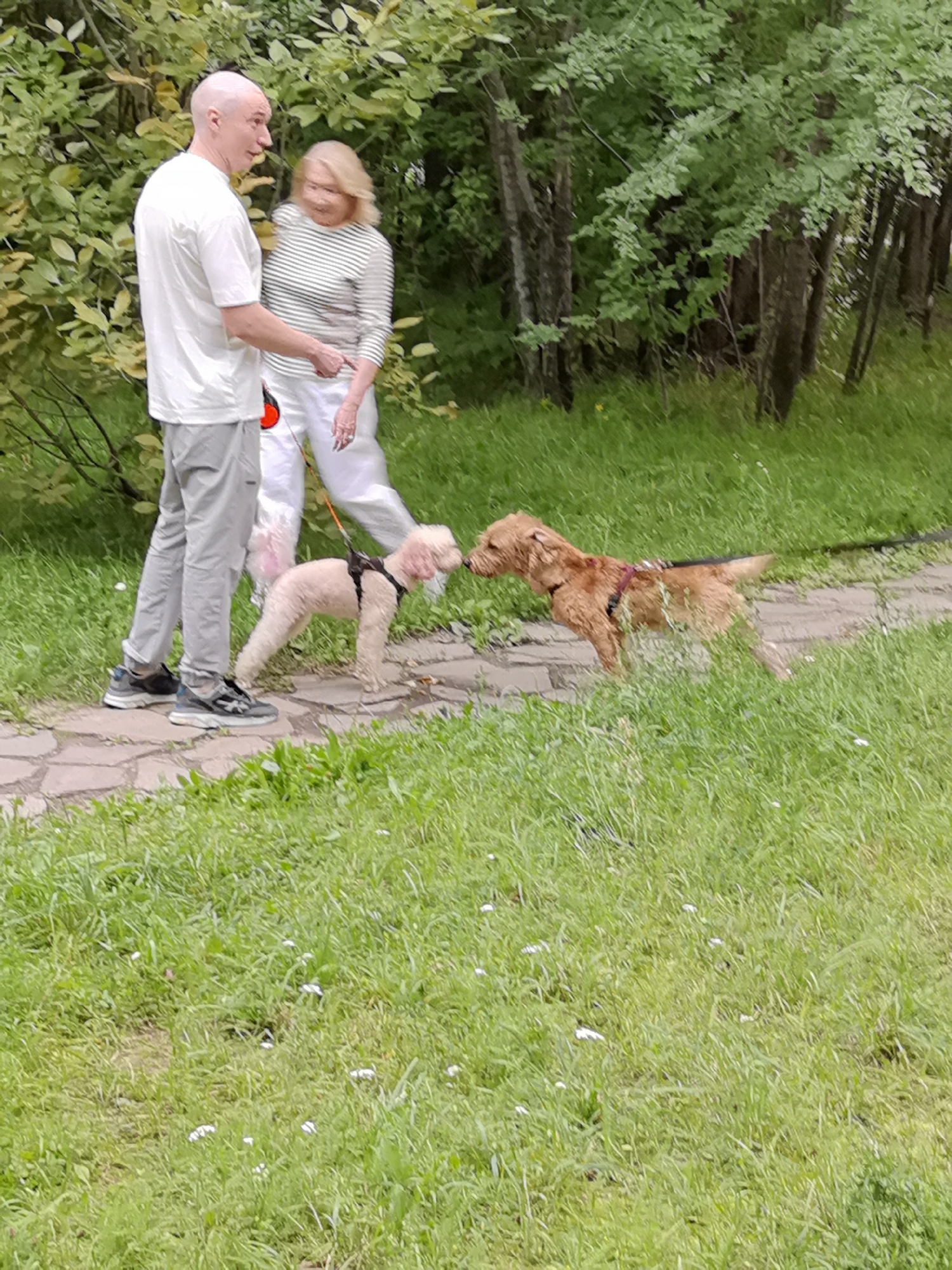 In Kazan, Russia, an outdoor scene depicts two people and two dogs on a paved path. A bald man in a white t-shirt and grey pants stands to the left, looking at a blonde woman in a striped shirt and white pants. Both are holding leashes attached to their respective dogs, which are in the process of sniffing each other. A light-colored poodle mix on the left wears a black harness, while a tan terrier mix on the right wears a reddish-brown harness. The path is bordered by lush green grass, and trees with dense foliage form a backdrop. The lighting suggests it is daytime.