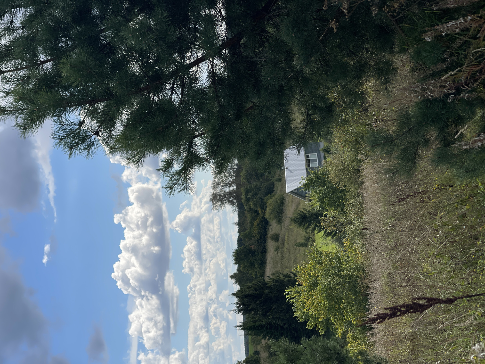 A light gray house with a silver roof is nestled among trees and tall grass in a rural landscape. The house has several windows and appears to be a single-story structure. In the foreground, a large pine tree with dark green needles partially obscures the view. The background features rolling hills covered in trees and a vast, partly cloudy blue sky. The scene suggests a quiet, natural setting possibly in the village of Perevoznoye, Russia.