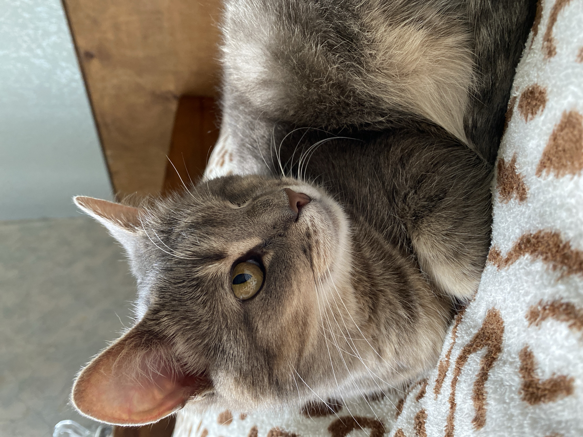 A close-up shot of a gray tabby cat resting on a white and brown patterned blanket. The cat is lying on its side, facing to the right of the frame, with its head slightly tilted up. Its left eye is open, revealing a yellow iris with a dark pupil. The cat's ears are erect and pointed. The background consists of a blurred light gray wall and a wooden surface. The image is lit by natural light, casting a soft glow on the cat's fur.