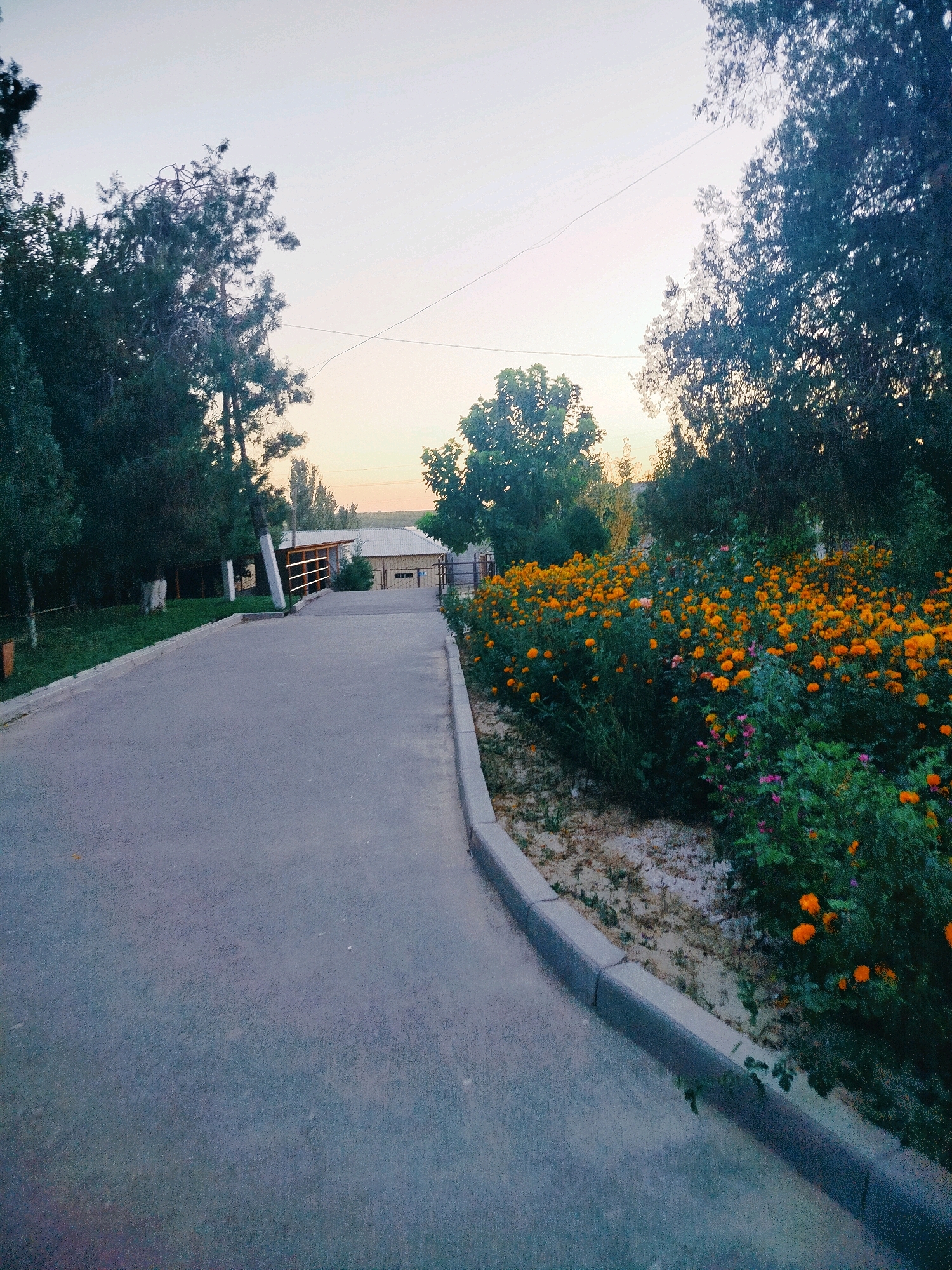 The image depicts a paved pathway curving to the right, bordered by a curb. To the left of the pathway is a grassy area with scattered trees. To the right of the pathway, a dense bed of vibrant orange flowers with green foliage dominates the foreground. Beyond the flowers, more trees are visible. In the background, there are buildings with tiled roofs and a fence, suggesting an urban or semi-urban setting. The sky is a pale, hazy color, indicative of either dawn or dusk. The scene appears to be in a park or a well-maintained outdoor area, potentially part of the city of Көлкент, Kazakhstan. There are no people visible in the image.