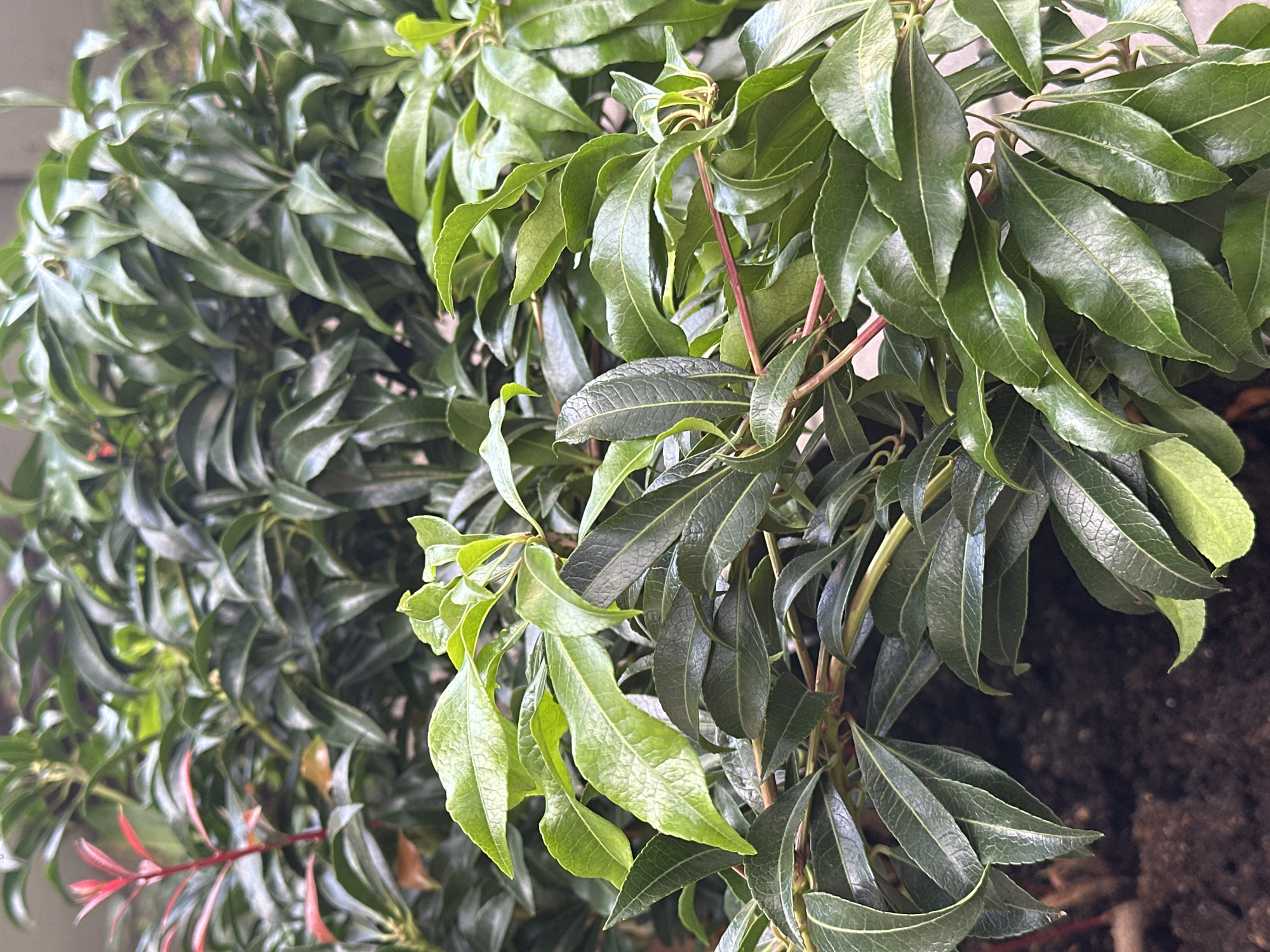 A close-up, eye-level shot focuses on the dense, leafy branches of a Pieris japonica plant, commonly known as Japanese pieris or andromeda. The plant exhibits a rich spectrum of green, from the deep, glossy emerald of mature leaves to the vibrant lime green of new growth. The leaves are ovate and slightly serrated, some with a subtle, textured surface. Interspersed among the foliage are delicate, reddish-pink stems, particularly visible on the left side of the frame, adding a splash of contrasting color. The background is softly blurred, suggesting a natural setting, with hints of darker green foliage and a suggestion of outdoor light. The plant appears to be in a planter, with dark soil visible at the bottom of the frame. There are no people, animals, or specific landmarks in the image that would indicate a particular location within Łódź, Poland.