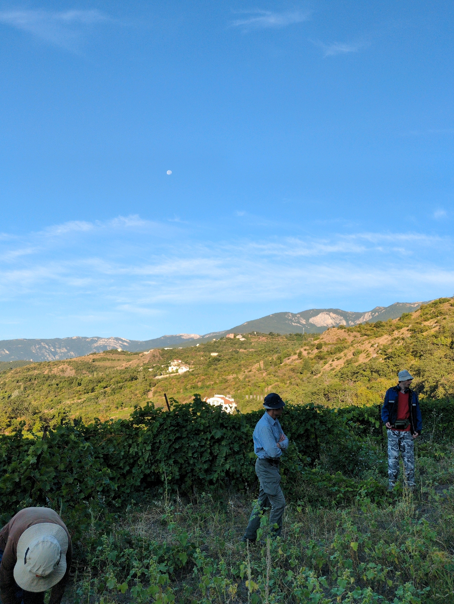 In the city of Utyos, Ukraine, three individuals are present in a vineyard with a mountainous backdrop. The sky is clear and blue, with a small moon visible in the upper left quadrant. The terrain slopes upwards, covered in lush green vegetation and trees, with scattered white buildings visible on the hills. In the foreground, a person wearing a wide-brimmed hat is bent over, appearing to be working in the vineyard. To their right, two men are standing. One man, wearing a blue shirt and grey pants, has his arms crossed and is looking to his left. The other man, wearing a red shirt and camouflage pants, is looking to his right, with a fanny pack around his waist. The vineyard rows are densely planted with green leaves.
