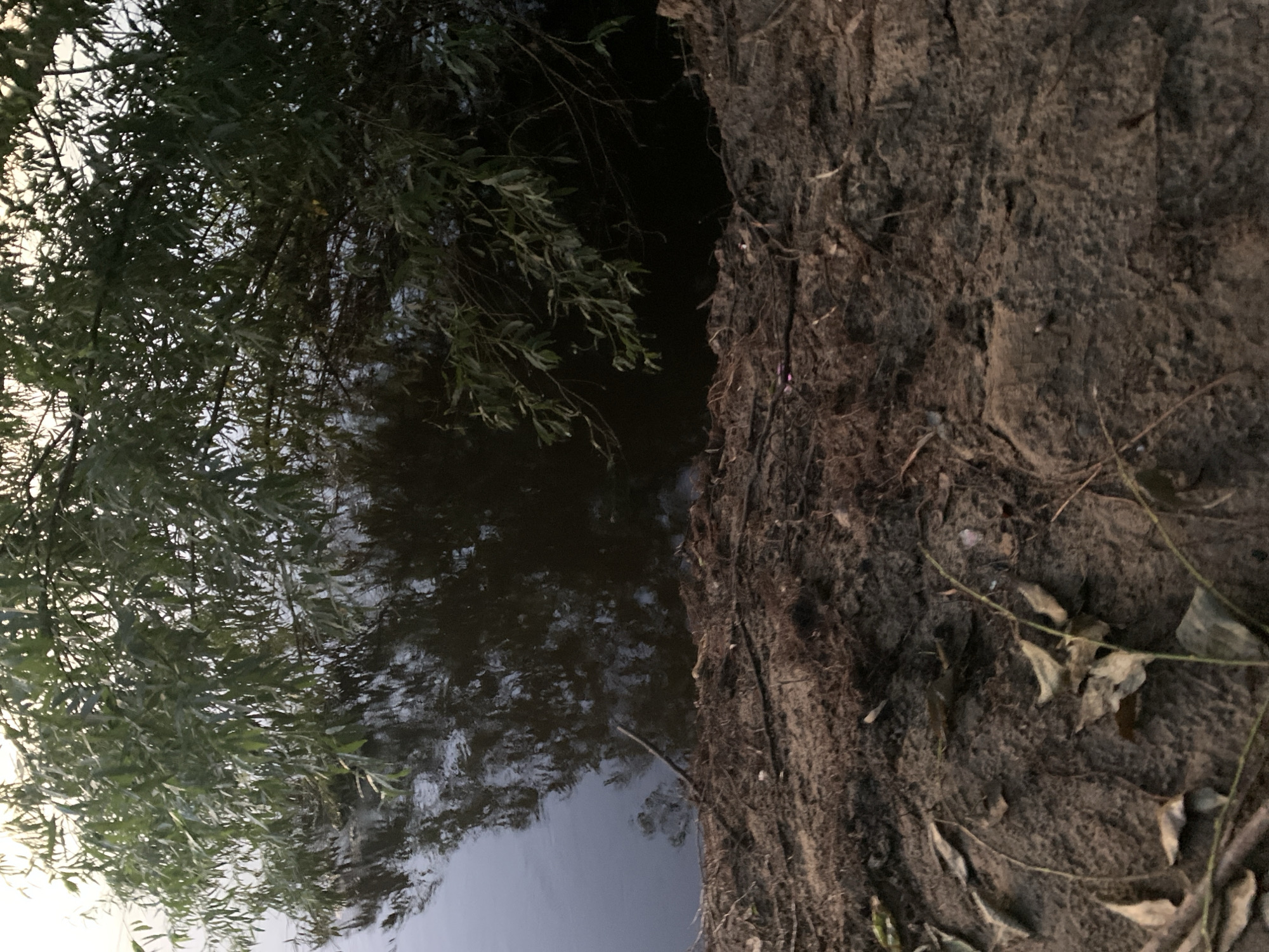The image depicts a natural scene with a focus on a body of water and the adjacent shoreline. A tree with dense foliage overhangs the water, its branches dipping towards the surface. The water itself is dark and reflective, mirroring the surrounding vegetation and the sky. The shoreline is composed of dirt and organic debris, including fallen leaves and twigs, suggesting a natural, uncultivated environment. The lighting appears to be overcast or late in the day, contributing to the subdued color palette and the dark tones of the water. There are no people or animals visible in the image, and no objects that suggest human activity beyond what might be expected in a natural setting. The scene could be located along the Vyatka River or one of its tributaries within the city of Kirov, Russia, given the geographical context.