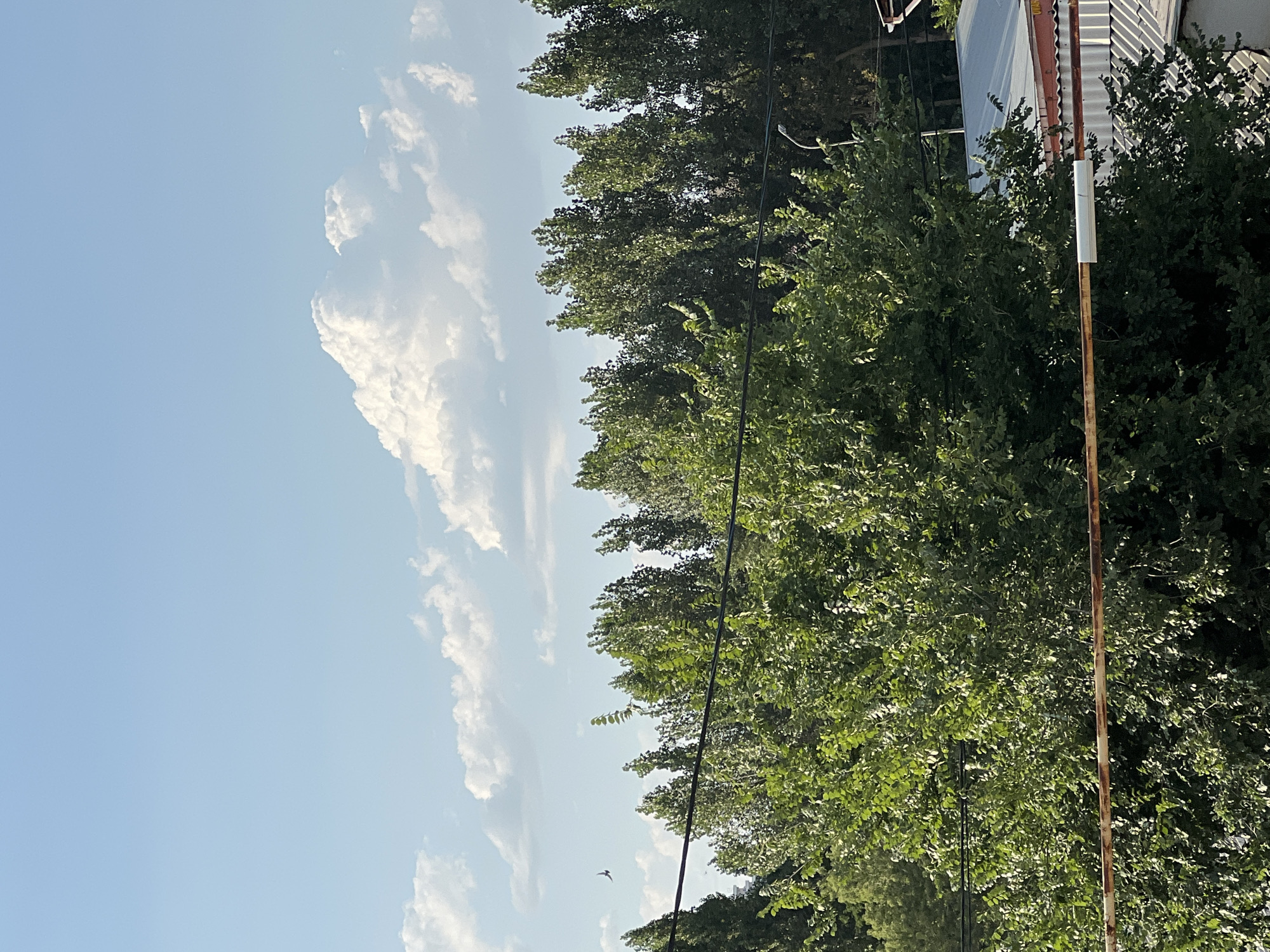 The image depicts a daytime scene in the city of Shymkent, Kazakhstan, characterized by a clear blue sky with scattered cumulus clouds. A row of tall, green trees dominates the mid-ground, with a dense, leafy tree in the foreground. Power lines run horizontally across the frame, intersecting the vegetation. In the sky, a small bird is visible in flight. The background shows rooftops of buildings and more trees. The lighting suggests a sunny day.