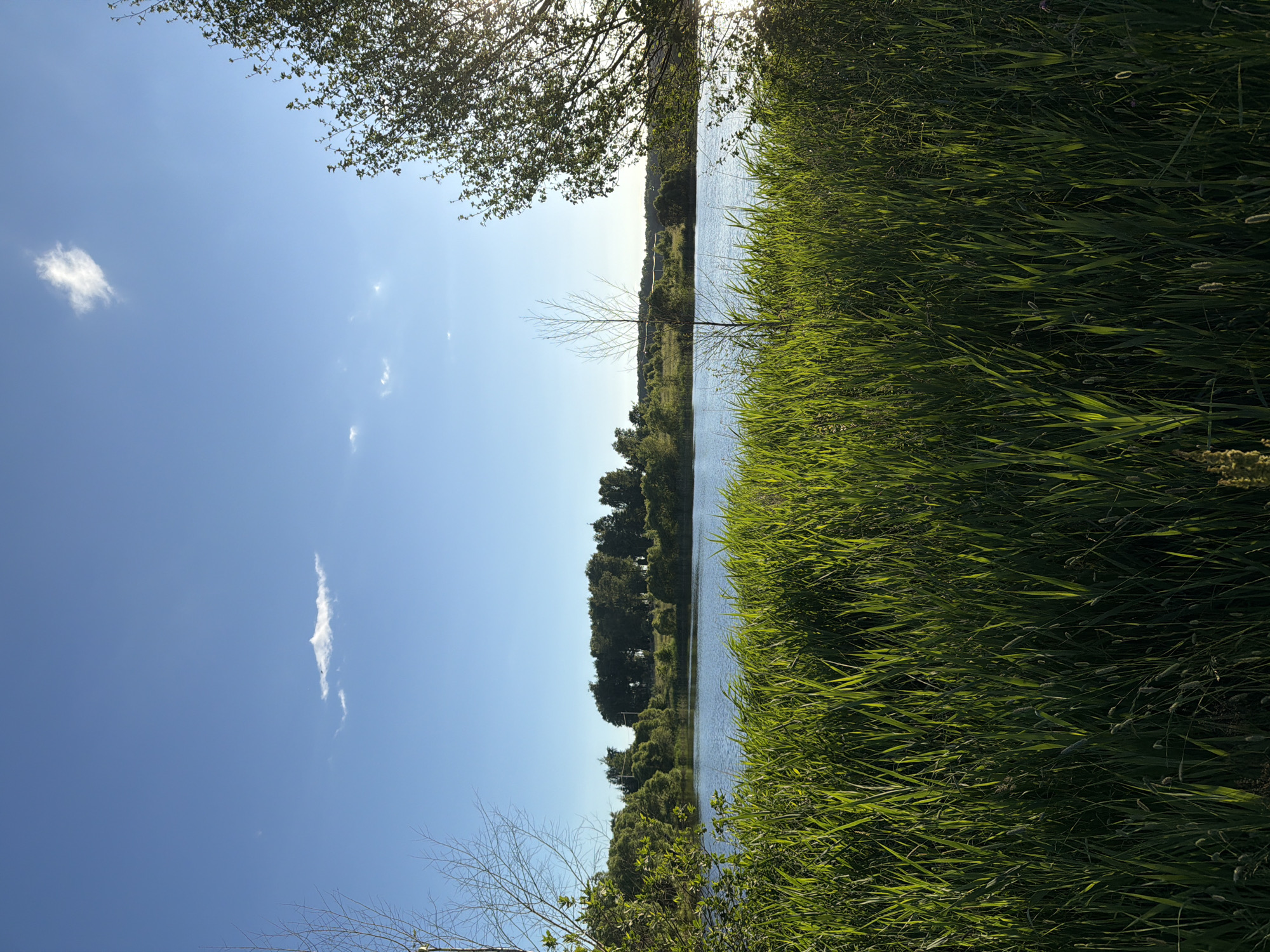 A serene landscape photograph depicts a calm body of water in Satino-Russkoe, Russia, under a clear blue sky with scattered wispy clouds. In the foreground, tall, lush green grass sways gently, catching the sunlight. Across the water, a dense line of trees forms the horizon, with a few buildings and utility poles subtly visible among them. The sun, positioned to the right of the frame, casts a warm glow on the scene, creating reflections on the water's surface and highlighting the foliage. A bare, thin tree stands in the middle ground, adding a contrasting element to the vibrant greenery and tranquil water.