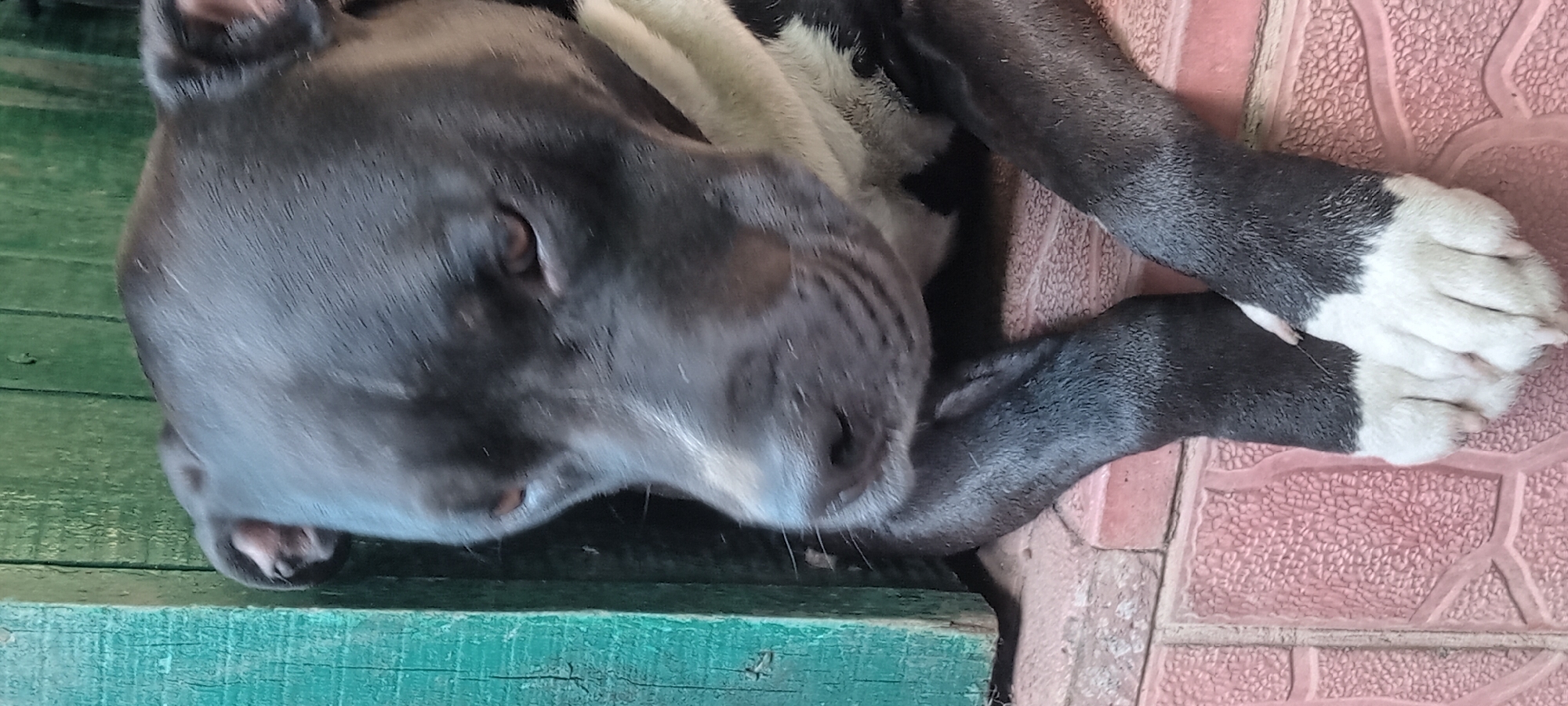 A black and white pit bull dog is lying down with its front paws crossed on a pink tiled surface. The dog's head is turned to the side, and its eyes are looking downwards. Behind the dog, a weathered green wooden fence is visible. The scene appears to be outdoors, possibly on a porch or patio, with the dog resting. The image is taken from a slightly elevated angle.