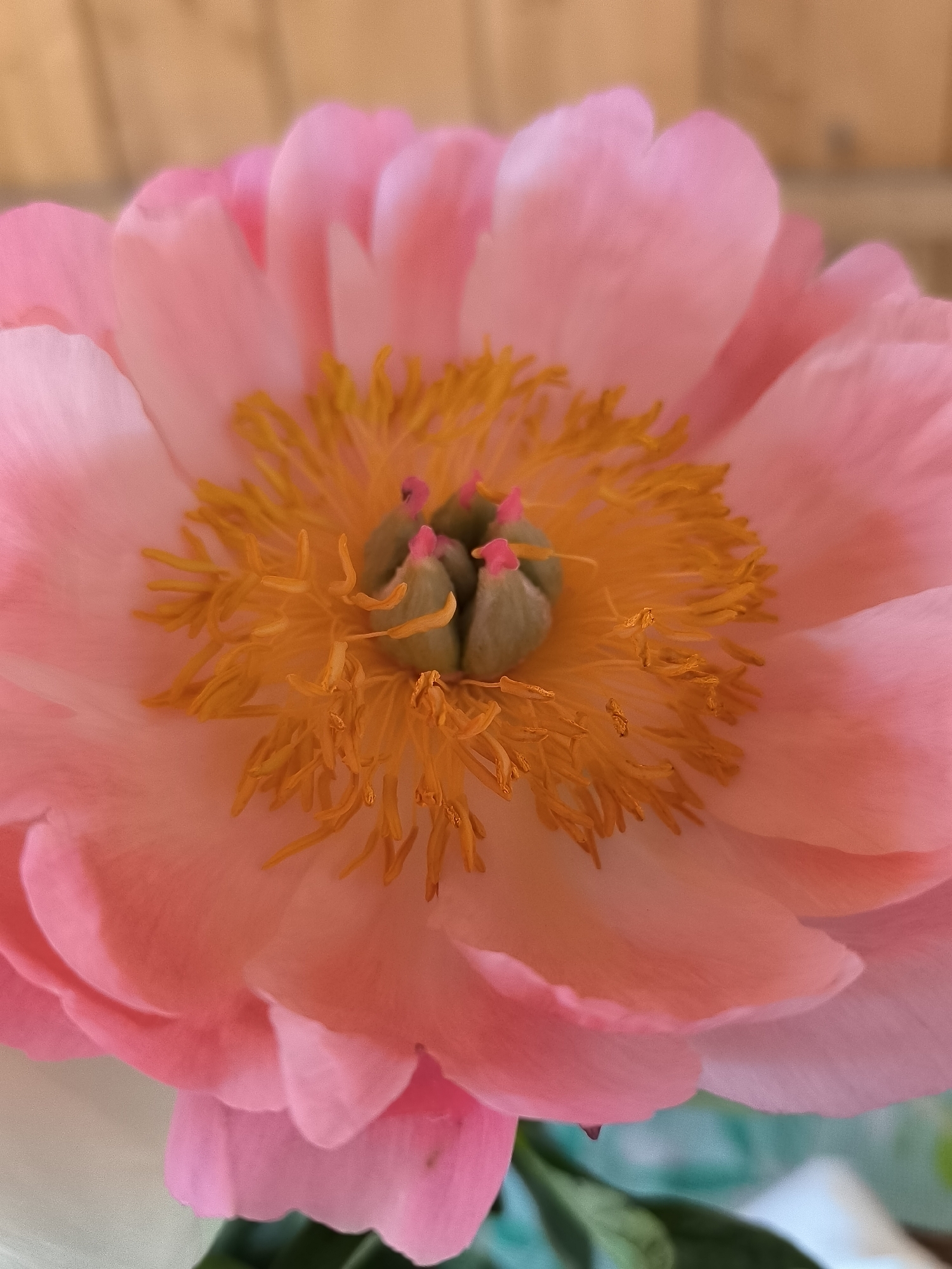 A close-up photograph taken in Dercekliai, Lithuania, captures the detailed anatomy of a vibrant pink peony flower. The central focus is on the flower's reproductive organs, comprising numerous bright yellow stamens encircling several prominent green pistils, each capped with a distinct pink tip. The surrounding petals are soft pink, layered, and slightly undulating, filling the majority of the frame. The background is rendered in a soft bokeh effect, revealing a blurred warm, light brown surface in the upper portion and indistinct green foliage with a light blue and white element in the lower portion.