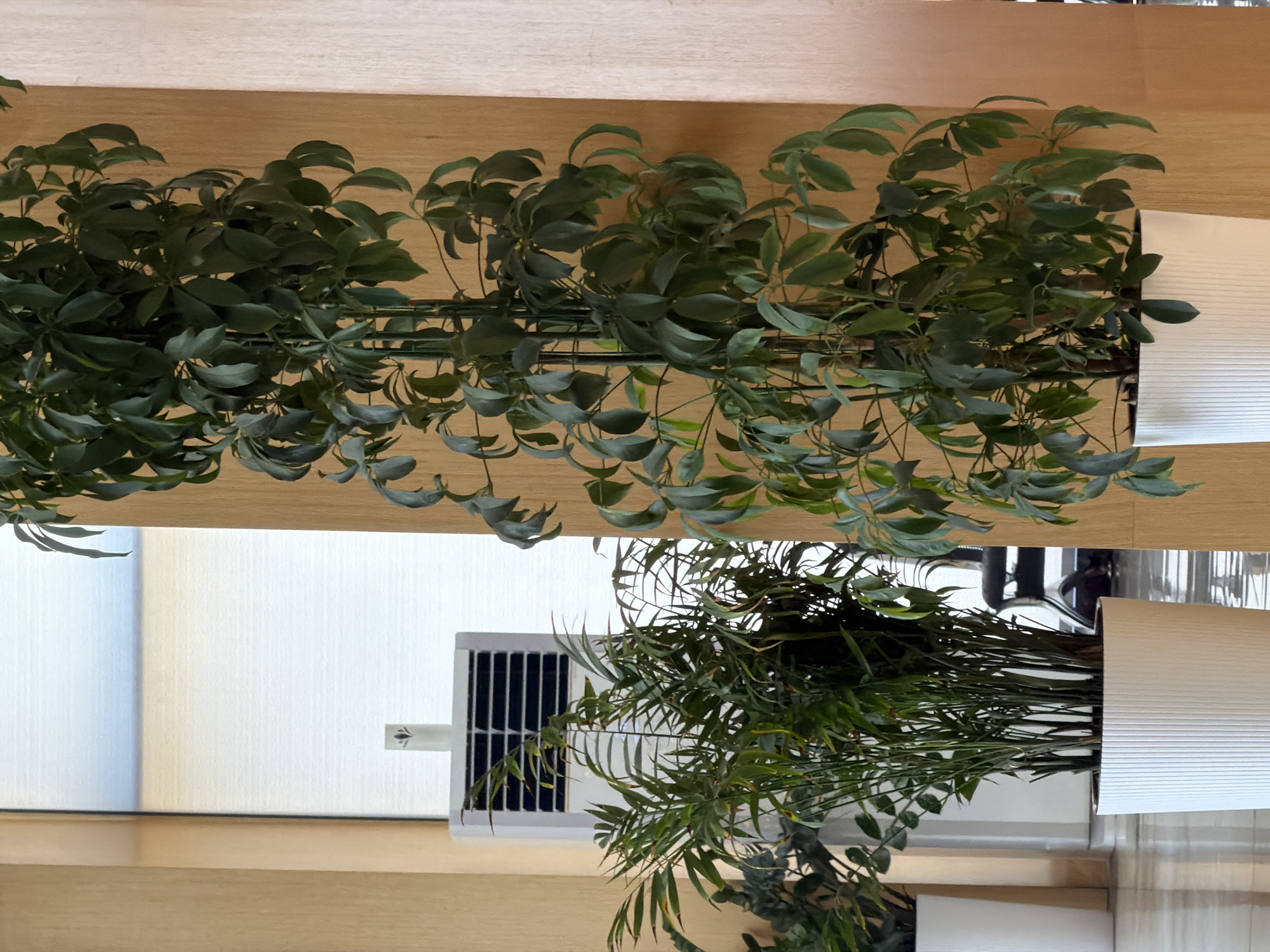 The image depicts an indoor scene, likely a lobby or common area, in Tashkent, Uzbekistan. Dominating the foreground are two potted plants. The plant on the right is a tall, upright Schefflera, with numerous green leaves growing in clusters. It is housed in a white, ribbed cylindrical pot. To the left of the Schefflera is a smaller, bushy plant, possibly a palm variety, also in a white ribbed pot. Behind these plants, a tall, white, rectangular air conditioning unit is visible, with a dark grille. The walls are paneled with a warm, light-brown wood. In the background, through a reflective surface that appears to be a window or glass partition, a glimpse of the exterior can be seen, suggesting a bright, possibly sunny day. The floor is reflective, indicating a polished surface. No people are present in the frame.
