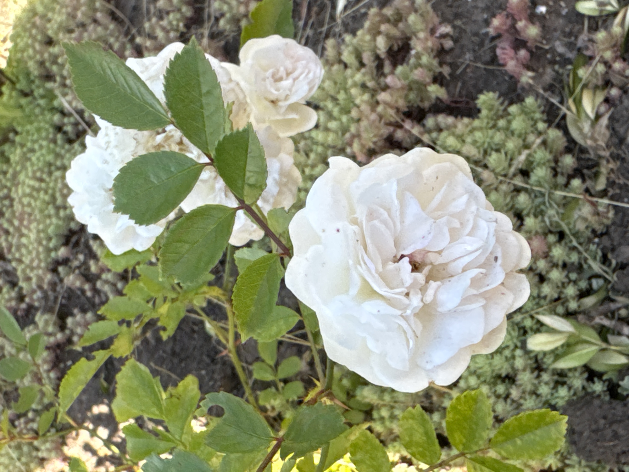 An image depicts a cluster of white roses with green leaves in a garden setting. The roses are in various stages of bloom, with some fully open and others still developing. The leaves are vibrant green and appear healthy, with some showing minor damage. The garden bed is covered with a mix of dark soil and small, low-growing green plants. The background is blurred, suggesting a shallow depth of field, and consists of more of the same low-growing vegetation and soil. The lighting suggests it is daytime, with sunlight illuminating the scene. The image does not contain any people, specific landmarks, or indications of the city of Odesa, Ukraine.