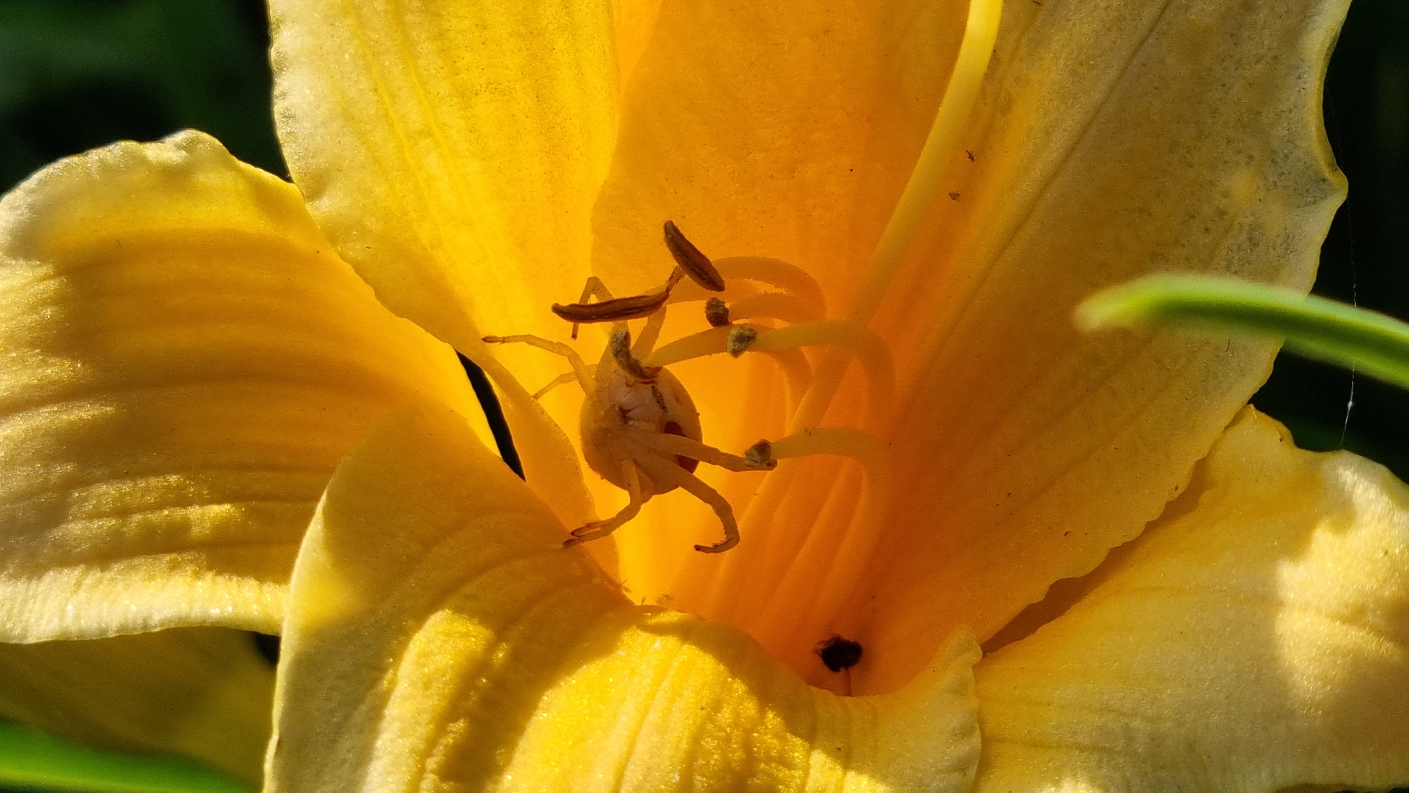 This is a close-up, macro photograph of the interior of a vibrant yellow lily. The focus is on the flower's reproductive parts and a small crab spider camouflaged within. The spider, light yellow in color, is positioned on the stamens, its legs extended, appearing to be waiting for prey or having just captured something. The lily's petals are broad and slightly ruffled, with delicate textures and shadows creating depth. The background is a soft blur of dark green, suggesting the surrounding foliage.
The lighting appears to be natural sunlight, casting a warm glow on the yellow petals and highlighting the intricate details of the flower and the spider. The time of day is likely during daylight hours, given the brightness and shadows. The environment seems to be outdoors, in a garden or natural setting, consistent with the location context of Vysokoe, Russia. There are no people or text visible in the image. The overall mood is one of natural beauty and the intricate details of the ecosystem.