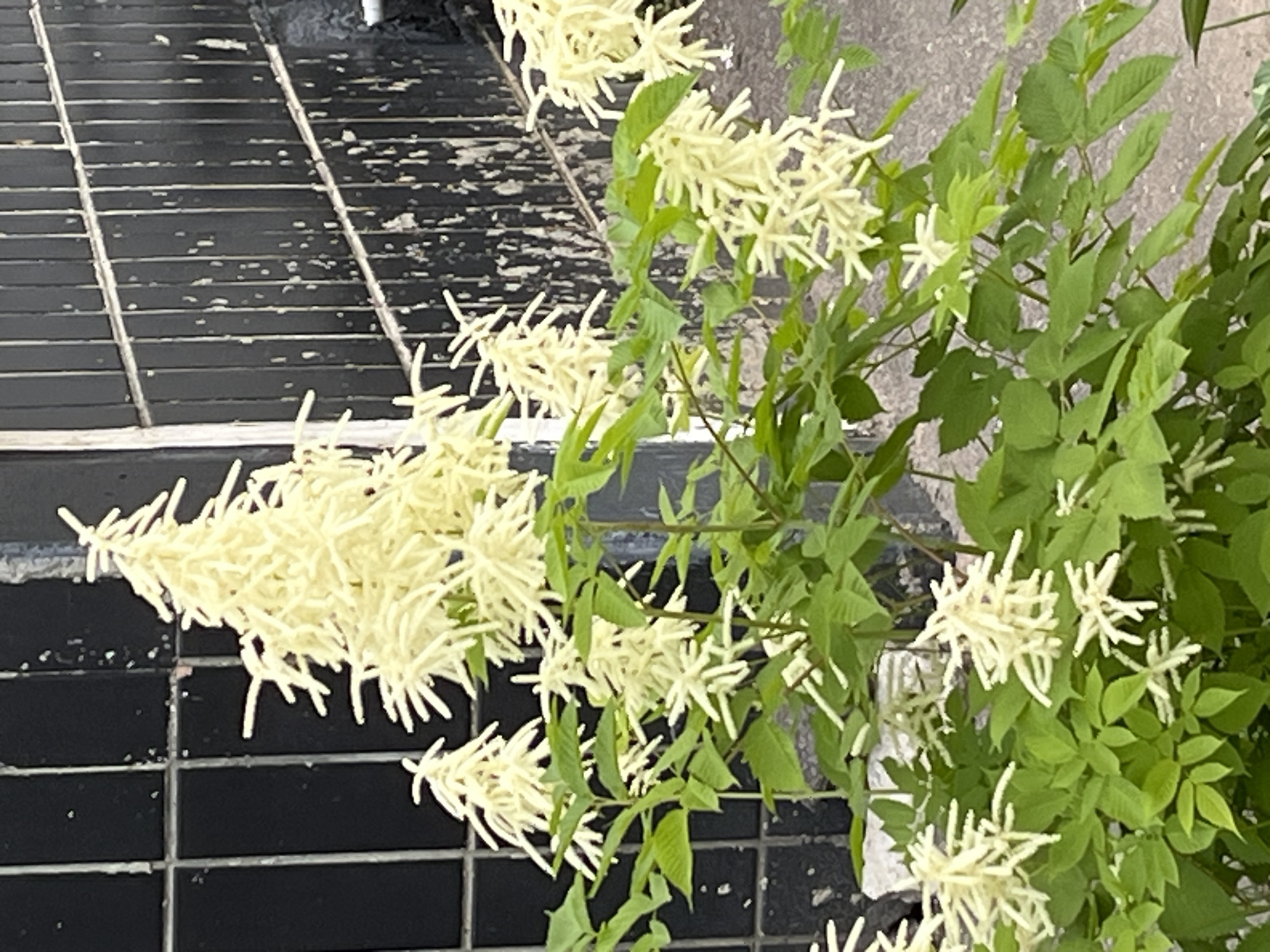 The image displays a vibrant plant characterized by its fresh, light green compound leaves and abundant clusters of creamy white flowers. The flowers are distinctively spiky or fluffy, forming dense, elongated structures that radiate outwards in intricate arrangements. These floral clusters are distributed throughout the plant, with several prominent groupings visible across the frame.
The plant is positioned against a dark, textured background that occupies the left and upper sections of the image. This background appears to be a black slatted or tiled surface, possibly a walkway or ground covering, showing signs of wear and age with lighter, faded patches and scattered debris. The contrast between the lively green foliage and delicate white blooms against the stark, dark background is striking.
The scene is brightly lit, indicating daytime. There are no individuals or activities visible, presenting a serene, static view of the plant in what appears to be an outdoor setting, potentially a garden or an urban landscape where natural growth meets constructed elements. No text is visible in the image.