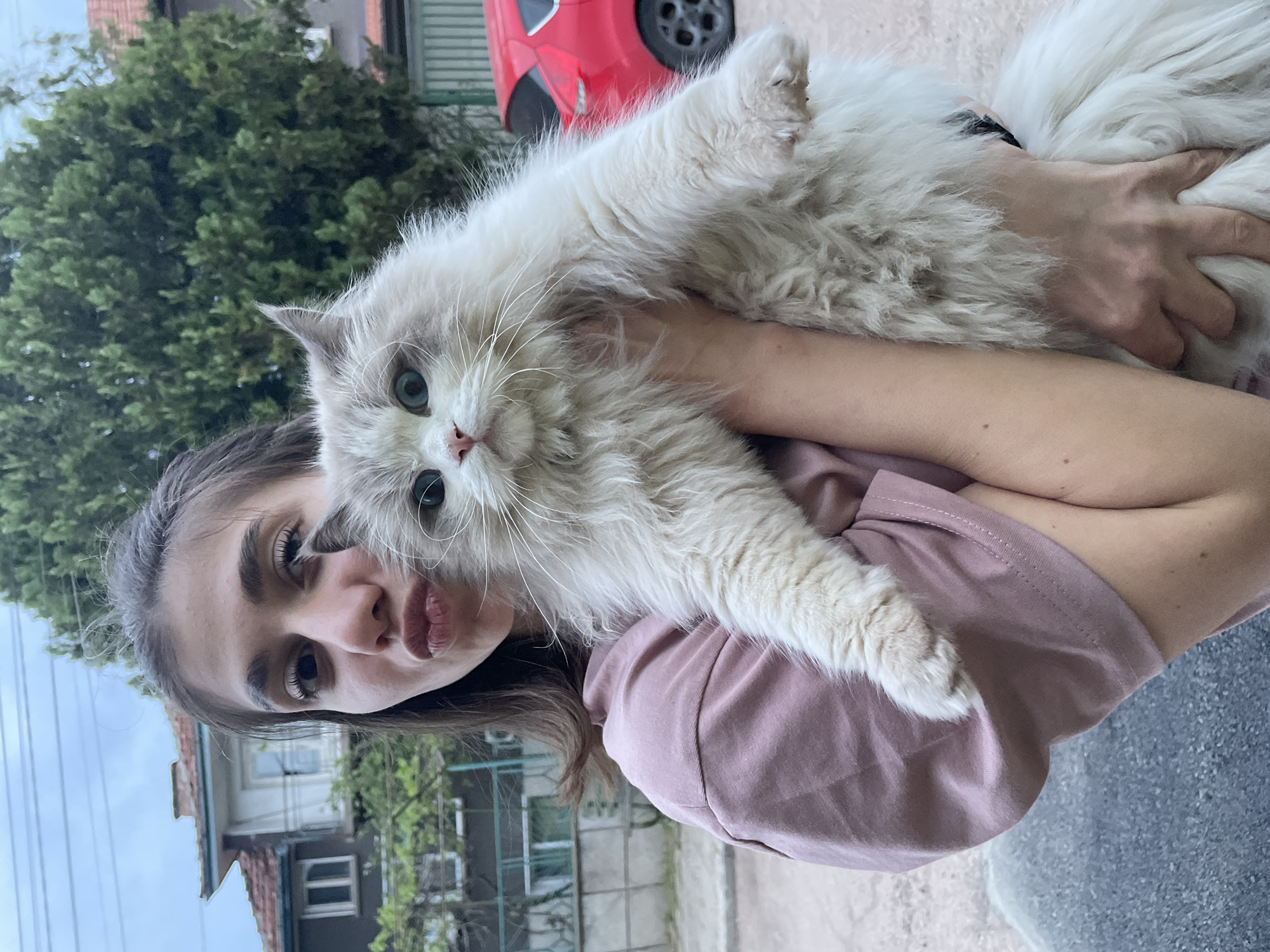 A woman is holding a fluffy white cat. The woman is light-skinned with dark hair, wearing a pink t-shirt. She has dark eyes and prominent eyebrows. She is holding the cat in her arms, with the cat facing forward. The cat is mostly white with some grey markings on its face. The cat has long white fur and blue eyes. The woman and the cat are outdoors. Behind them, there is a green tree, a red car, and a residential building with a red roof. The background suggests the photo was taken in a residential neighborhood, consistent with many areas in Sofia, Bulgaria. There are also electrical wires visible above the building. The surface in the foreground appears to be pavement.