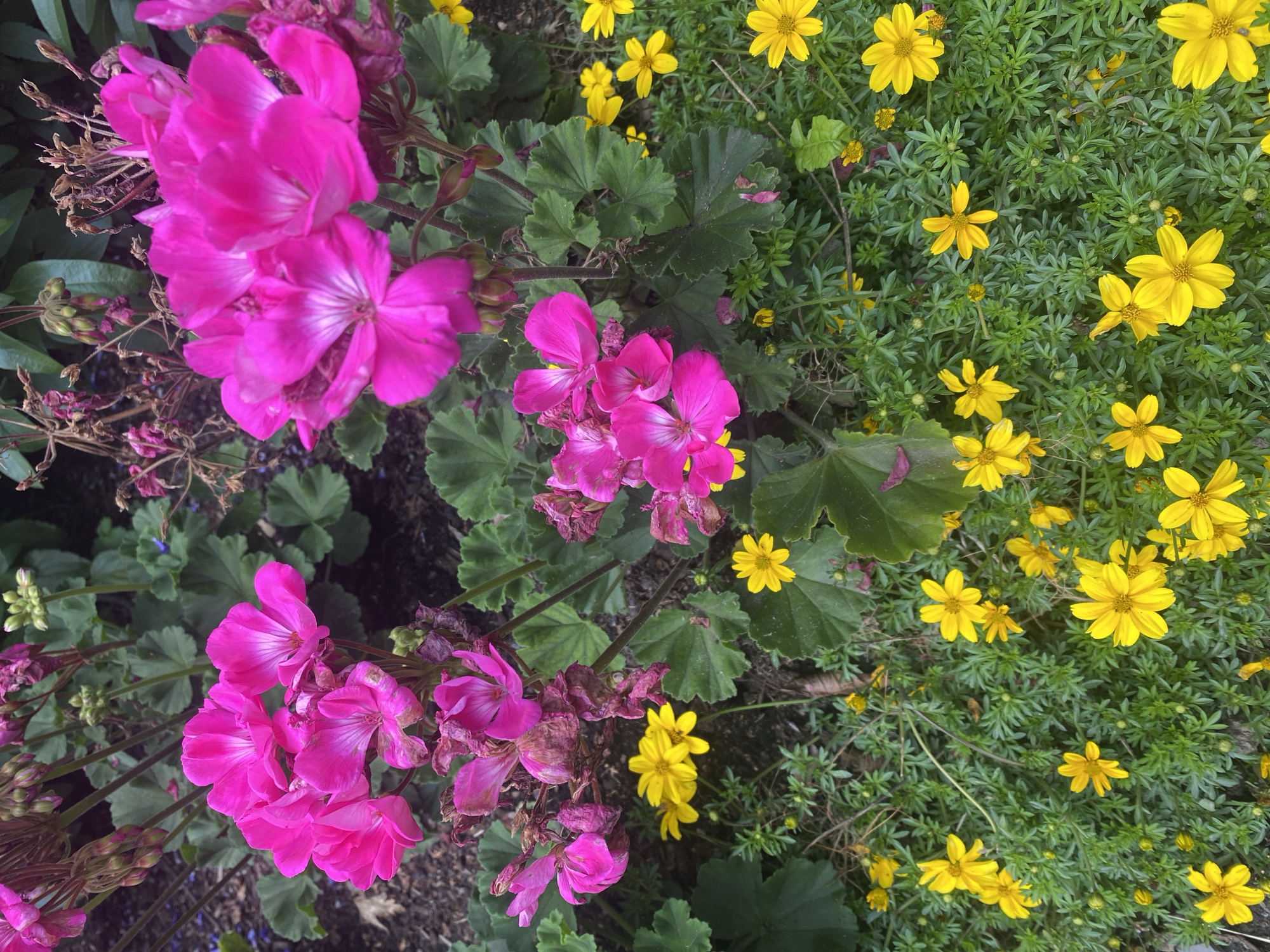 The image depicts a close-up, overhead view of a garden bed filled with a mix of vibrant pink geraniums and small yellow flowers. The pink geraniums are large and clustered, with some showing signs of wilting or dried petals. The yellow flowers are smaller and numerous, creating a dense carpet of color interspersed with green foliage. The scene is likely a public or private garden. Without additional information, it is impossible to determine the specific location within Montreal, Canada. The environment appears to be outdoors, with natural lighting. There are no people or animals visible in the frame.