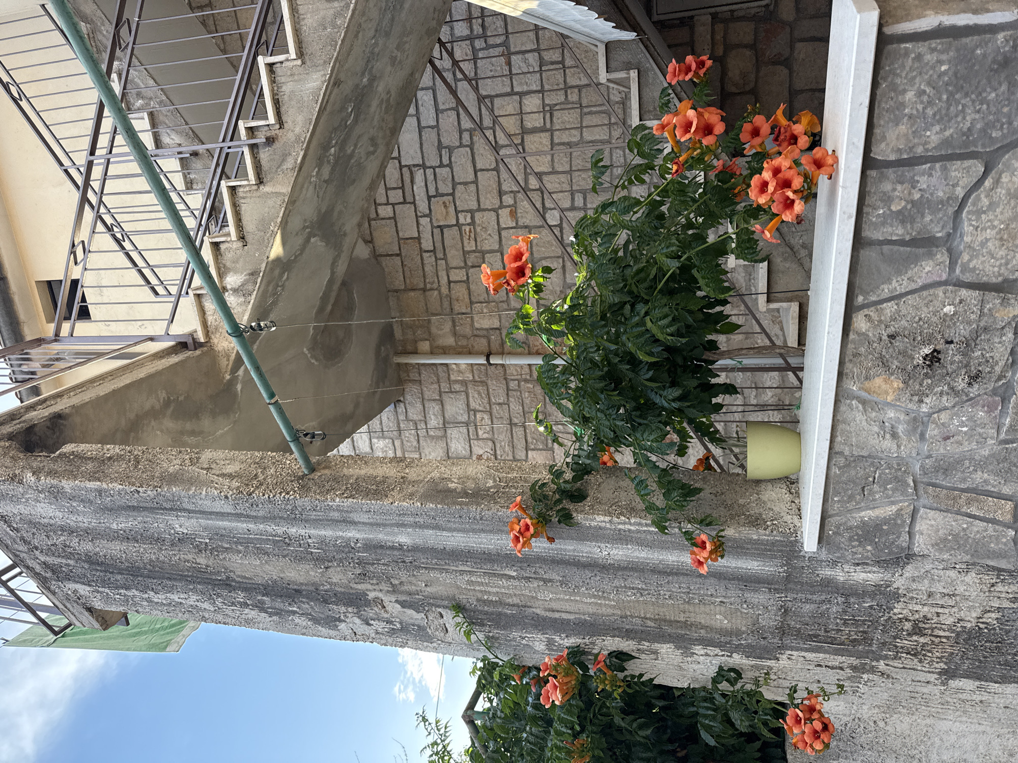 An outdoor, low-angle, eye-level medium shot captures a section of a building in Primošten, Croatia. The concrete facade of the building is weathered and streaked, with a thick, grey concrete column dominating the left side of the frame. The column is partially covered by vibrant orange trumpet flowers and lush green foliage that cascades down from above.
To the right of the column, an outdoor staircase with grey stone steps and a metal railing ascends. The staircase is built against a wall of light brown stone bricks. A light green watering pot sits on a white ledge above the stone wall. A thin green pipe runs horizontally across the middle of the image, attached to the concrete column by a small clamp. The sky above is a bright, clear blue with a few wispy clouds. A green cloth, possibly a flag or awning, is partially visible hanging from the top left of the frame. The overall scene suggests a warm, sunny day in a Mediterranean coastal town. There are no people or animals visible in the image.