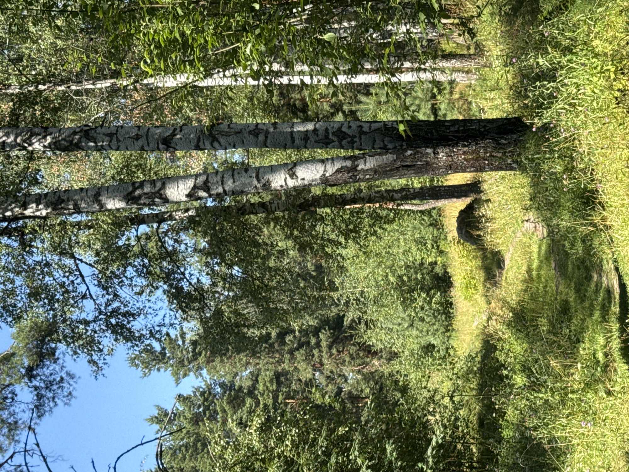 The image depicts a sun-dappled forest path winding through a dense woodland. Several birch trees with their characteristic white and black bark are prominent in the foreground, with their trunks casting shadows on the surrounding vegetation. The path is overgrown with tall grasses and wildflowers in shades of green and yellow, with some small purple flowers visible. The background reveals a mix of evergreen and deciduous trees, creating a lush and verdant atmosphere. The sky is clear and blue, indicating a sunny day. The scene is natural and untouched, suggesting a tranquil outdoor setting. This image could be located in a park or a natural reserve within the city of Nizhny Novgorod, Russia, given the prevalence of birch and pine forests in the region.
