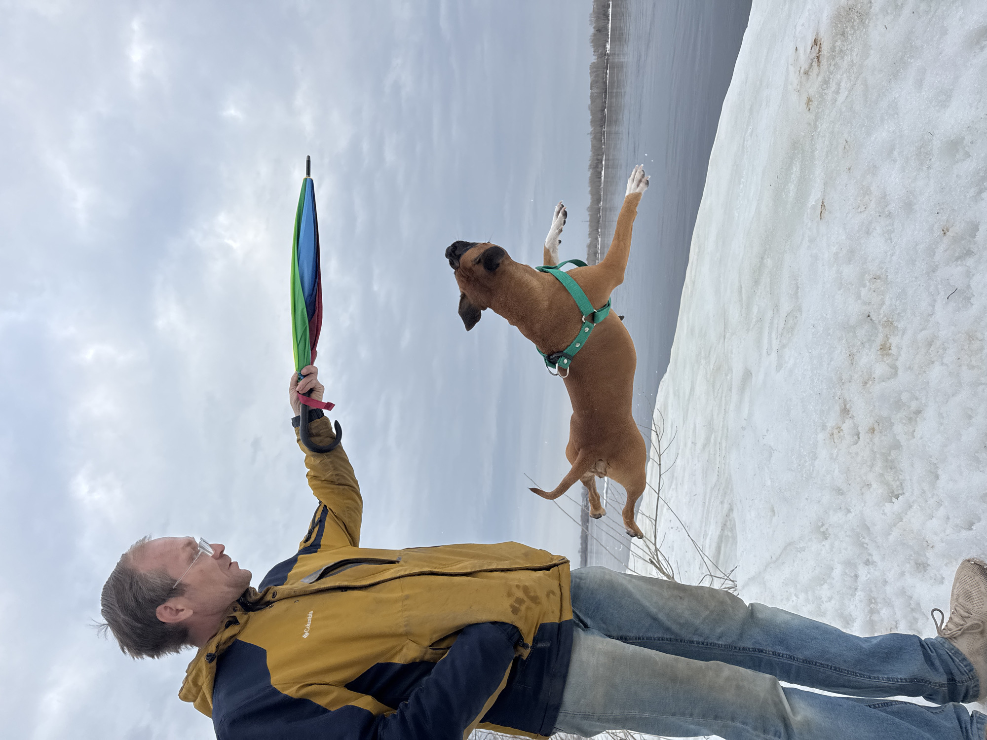 A man wearing a yellow jacket and blue jeans is lying on his back in the snow, holding a closed, multi-colored umbrella. A brown dog with a green harness is jumping in the air near the man, facing the same direction. Behind them is a snowy bank that slopes down towards a body of water, likely a river, and trees can be seen across the water. The sky is overcast. The location is outdoors, possibly near the city of Noviy, Russia, but this is based solely on provided context. The man appears to be interacting with the dog, possibly playing.