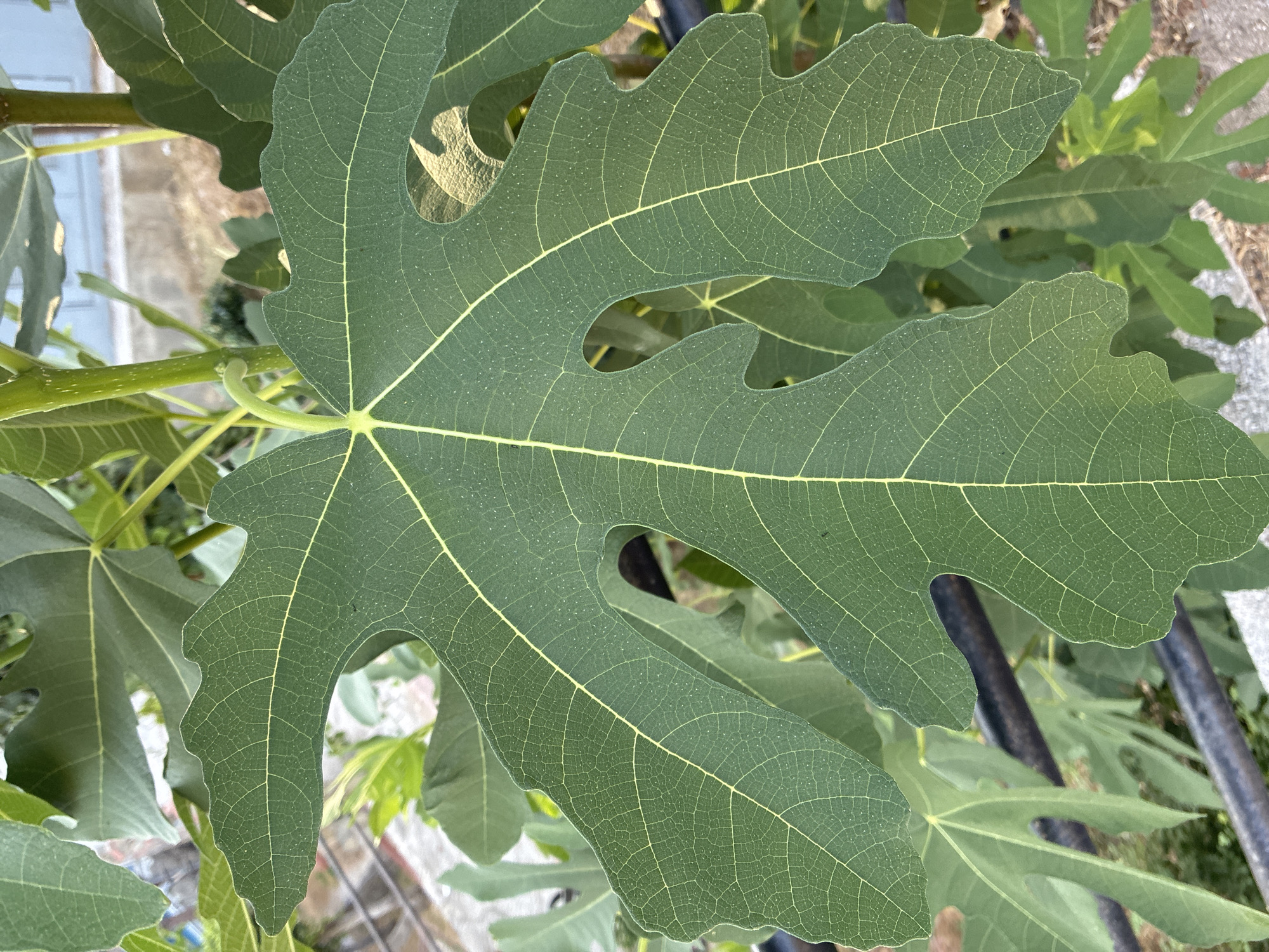 A close-up, eye-level, vertical shot showcases a large, deeply lobed green fig leaf with prominent yellow veins. The leaf exhibits a textured surface with tiny white specks, possibly dust or natural markings. The edges of the leaf are wavy and somewhat irregular. In the background, other green fig leaves are visible, some out of focus. A thin, brown, metallic railing runs horizontally across the lower portion of the frame, partially obscuring some of the leaves. Behind the railing, a blurred background suggests an outdoor environment with some gravel or dirt on the ground and a hint of a building. The lighting appears to be natural daylight, casting soft shadows. The scene is set in Alanya, Turkey.