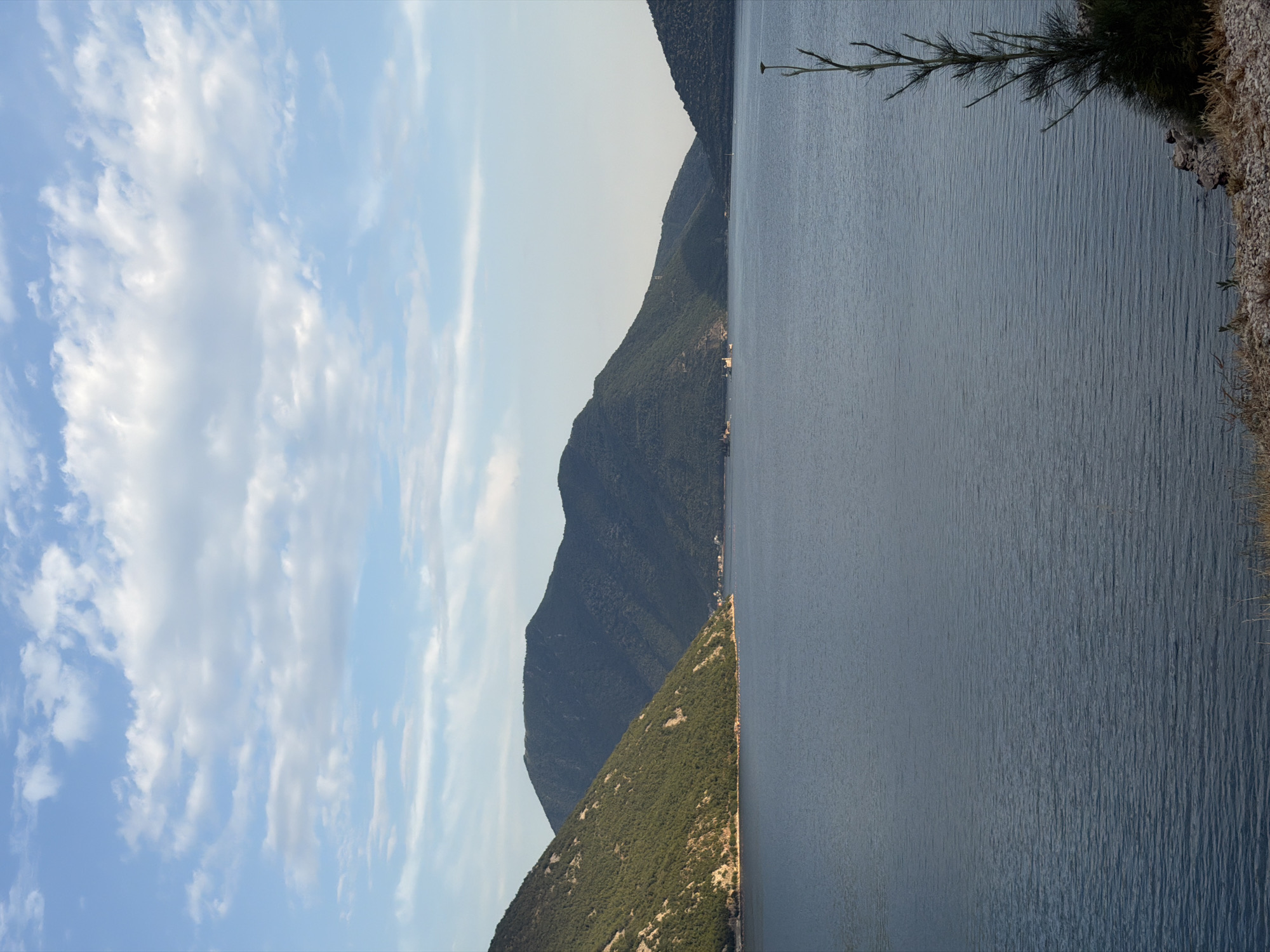 The image depicts a serene coastal landscape with a wide body of calm, blue water in the foreground. The water exhibits gentle ripples and reflects the pale blue sky, which is dotted with scattered, fluffy white clouds. In the mid-ground, lush green, tree-covered hills rise from the water's edge, creating a dramatic backdrop. These hills recede into the distance, forming a series of undulating mountain ranges under the vast sky. Small settlements with buildings can be glimpsed nestled along the coastline of the hills, suggesting human presence in this natural setting. On the far right of the image, a solitary, slender evergreen shrub stands on a rocky, sparsely vegetated embankment, adding a touch of life to the immediate foreground. The overall atmosphere is peaceful and tranquil, characteristic of a coastal scene, likely located in Risan, Montenegro, given its mountainous terrain and proximity to the sea.