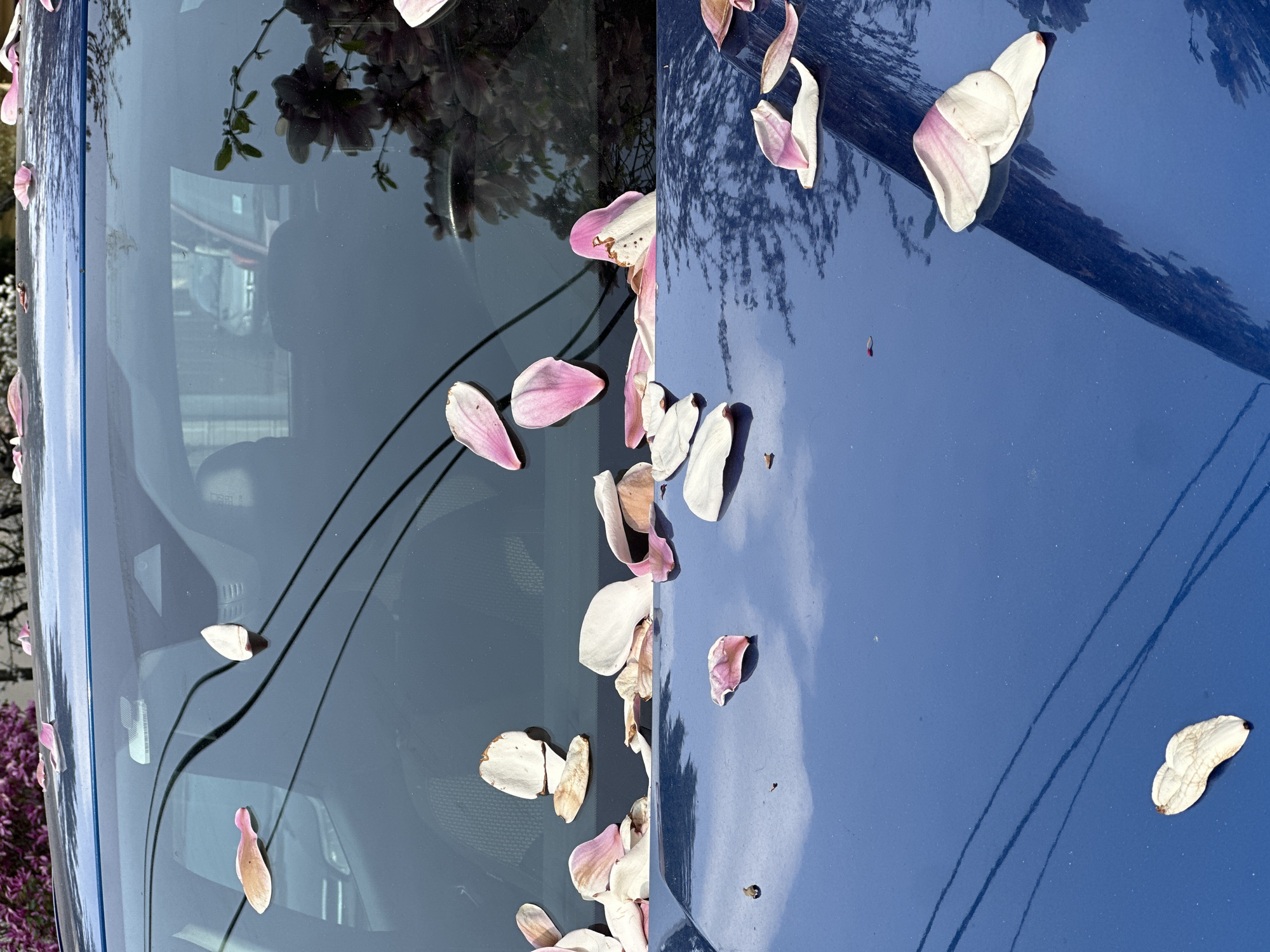 The image displays the front section of a blue automotive vehicle, encompassing its hood and windshield, which are extensively covered with fallen magnolia petals. The petals exhibit varying colors, ranging from white to pink and light brown. Numerous petals are concentrated along the base of the windshield, with others scattered across both the windshield and the polished blue hood.
The windshield's surface reflects a blossoming tree with dark pink-purple flowers and branches, primarily visible on the right side. Several thin black lines, consistent with overhead cables or power lines, traverse the windshield's reflection. A blurred, light-colored vehicle is also reflected in the upper-left portion of the windshield, indicating a street or parking area beyond the immediate foreground.
The blue hood exhibits clear reflections of a bright sky with cloud formations and distinct dark, branching shadows from an overhead tree. Minor specks of dust or debris are visible on the hood's surface.
No human figures or discernible actions are present. The scene occurs outdoors during daylight, indicative of spring due to the blooming magnolia. The precise location within Belgrade, Serbia, is not identifiable from the visual evidence provided.