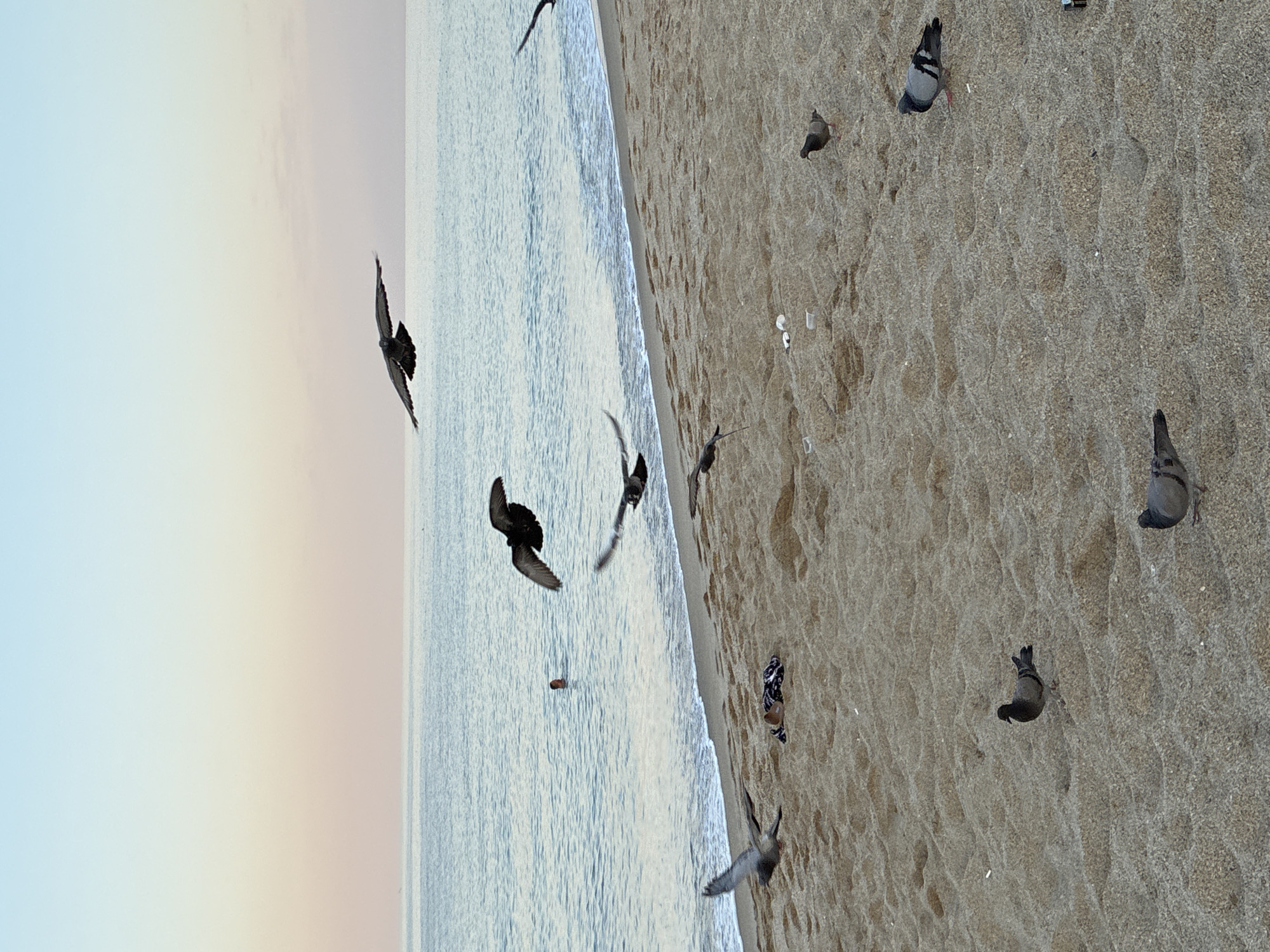 The image depicts a sandy beach on the Mediterranean coast, likely in Alanya, Turkey, during a pastel sunrise or sunset. Several pigeons are scattered across the sand. In the shallow water near the shore, a person is swimming. The sea is calm with gentle waves. The sky exhibits a gradient of pale blue to soft pink and peach. There are a few pieces of debris on the sand.