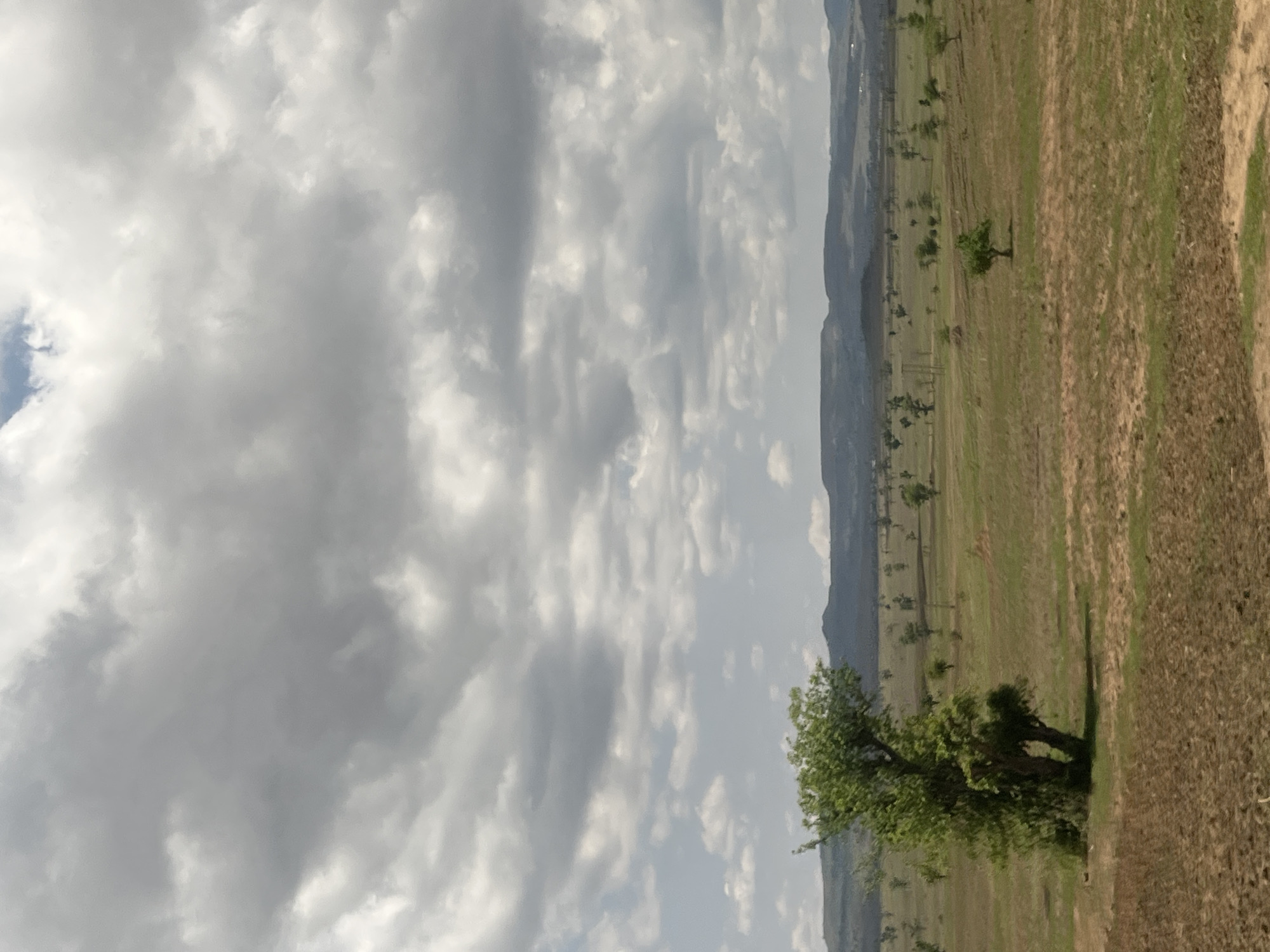 This image depicts a wide-angle landscape, identified as being located in the city of Chum, Nigeria. The upper half of the frame is dominated by a heavily clouded sky, featuring various shades of grey and white cumulus and stratocumulus clouds, with a small patch of blue sky visible in the upper left quadrant. The cloud cover suggests an overcast or partly cloudy condition.
The background presents a distant, low-lying mountain range or series of hills with dark, undulating profiles, appearing somewhat hazy due to atmospheric conditions.
The midground consists of an expansive, relatively flat to gently rolling field. The ground cover is a mosaic of dry, yellowish-brown earth and patches of brighter green vegetation. Numerous individual trees, varying in size from small to medium, are sparsely scattered across this plain, each possessing green foliage and casting faint shadows.
The foreground is characterized by reddish-brown, tilled earth, indicative of disturbed soil, interspersed with some green plant growth. A large, prominent deciduous tree with dense green foliage stands in the lower-left quadrant of the foreground. This tree exhibits a slight lean and casts a noticeable shadow directly beneath its canopy. No human figures, animals, or artificial structures are visible within the frame. The scene presents a rural or natural environment under an overcast sky.