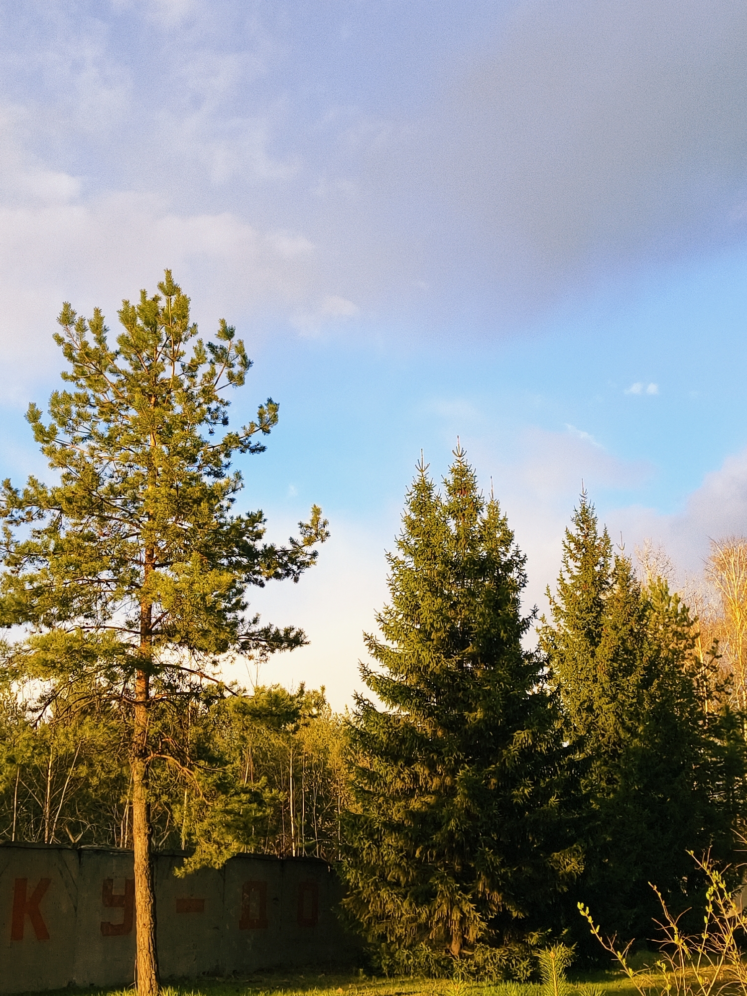 This image presents an outdoor landscape scene, predominantly featuring trees under a partially cloudy sky. A tall, prominent pine tree stands on the left, its trunk and branches illuminated by warm light. To its right, a dense cluster of evergreen trees, likely spruces or firs, fills the middle ground, with some deciduous trees, appearing bare or with nascent leaves, visible further in the background and on the far right.
A weathered concrete wall or fence runs horizontally across the midground, situated behind the lower portion of the large pine tree and extending towards the right. Red Cyrillic characters are painted on this wall, clearly displaying the text "К У - 00". The immediate foreground consists of a grassy area, catching the golden sunlight.
The time of day appears to be late afternoon or early evening, characterized by the warm, directional light that highlights the trees and grass. The sky transitions from a clear blue on the lower right to a lighter hue with scattered white and grey clouds towards the top and left. The scene depicts a tranquil, natural setting with an industrial or urban boundary indicated by the concrete wall. There is no discernible activity or event taking place, and no people are present. The coniferous and deciduous trees, combined with the visible Cyrillic text, align with the provided location context of Noviy, Russia.