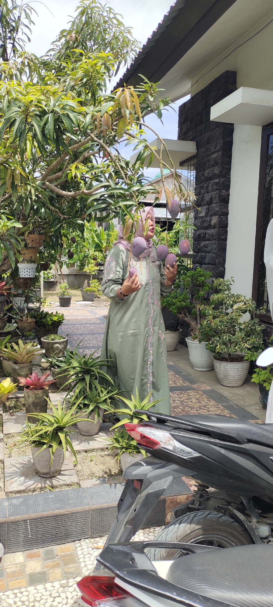 A woman wearing a hijab and a long, green dress stands in a garden in Lhokseumawe, Indonesia, holding several large, dark purple mangoes. The mangoes hang from a tree branch directly above her. The garden is filled with potted plants of various sizes and species, arranged along a tiled walkway. Behind the woman is a house with a stone facade and a window. A black motorcycle is partially visible in the foreground, obscuring some of the plants. The scene is brightly lit by sunlight.