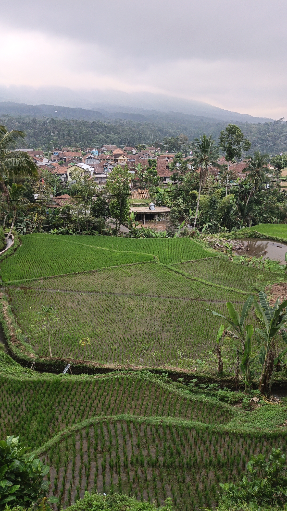 The image depicts a rural landscape in Desa Cidugalen, Indonesia, characterized by lush green rice paddies and a village nestled among trees. The foreground features terraced rice fields, with young rice plants growing in rows. In the mid-ground, a cluster of houses with red-tiled roofs forms the village, surrounded by abundant vegetation, including palm trees and various other plants. The background is dominated by rolling hills covered in dense forest, receding into a hazy sky. The overall atmosphere is serene and tranquil, with no people or animals visible. The scene suggests a typical agricultural community in a tropical region.