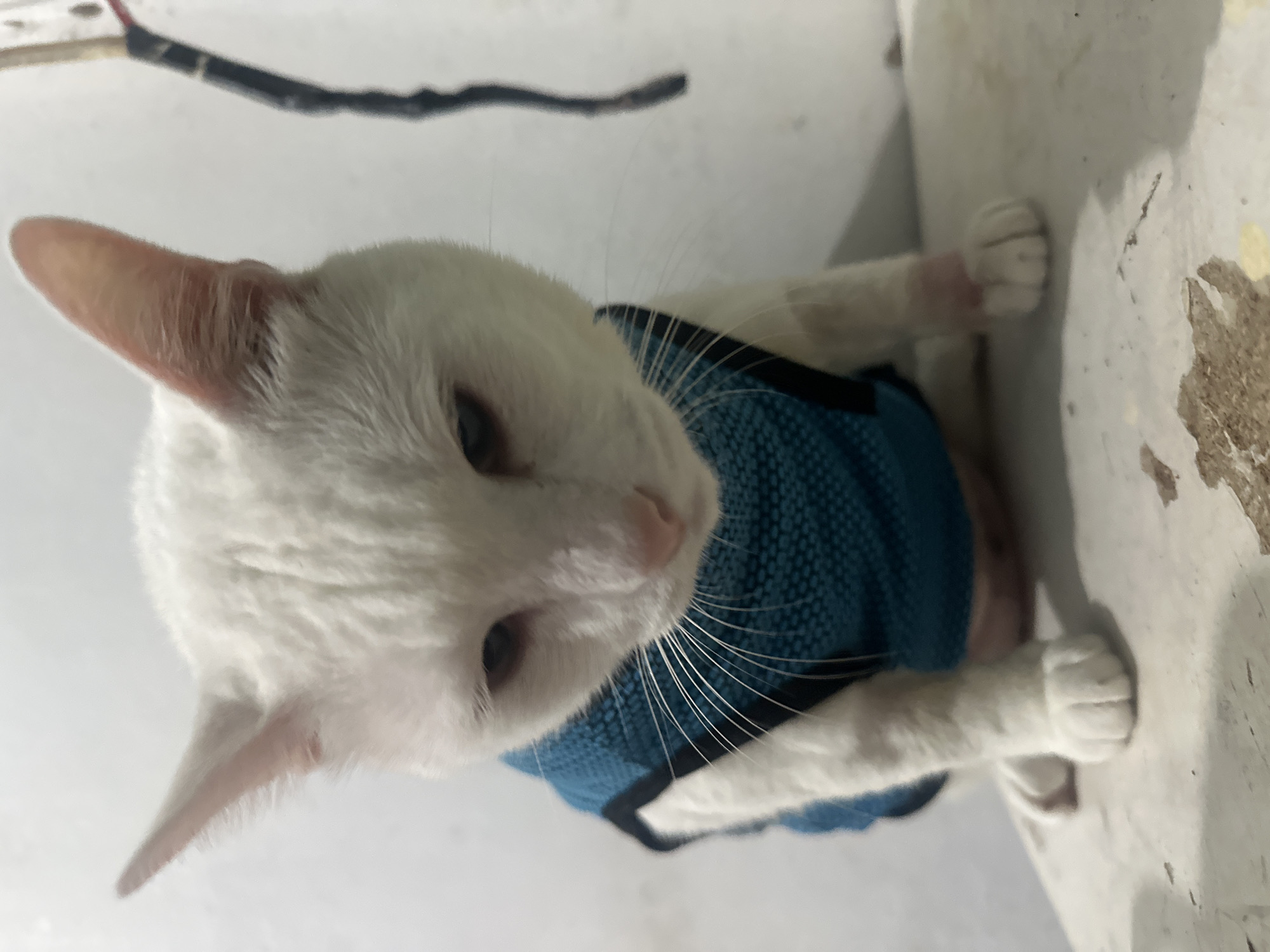 A white cat wearing a blue knitted sweater is lying on a ledge, seemingly indoors. Part of an electrical cord is visible in the upper left. The location is assumed to be in North Jakarta, Indonesia.