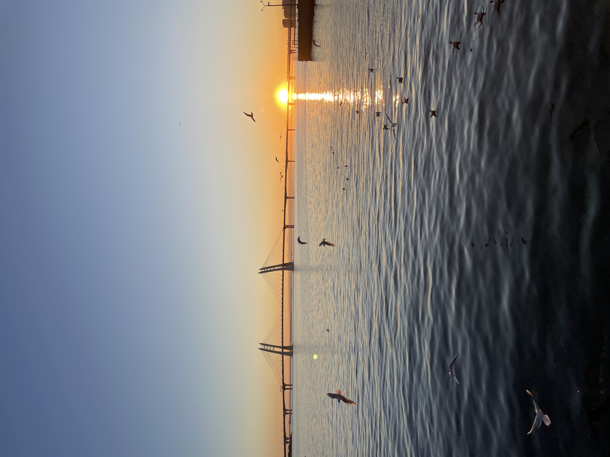 The image shows a sunset over the Gulf of Finland in Saint Petersburg, Russia. The Western High-Speed Diameter (WHSD) bridge is visible in the distance. Birds are flying over the water, illuminated by the setting sun. The sky transitions from blue to orange as the sun sets. The water reflects the sunlight, creating a shimmering effect. The dark shoreline is visible in the foreground. Buildings and streetlights can be seen on the far shore.