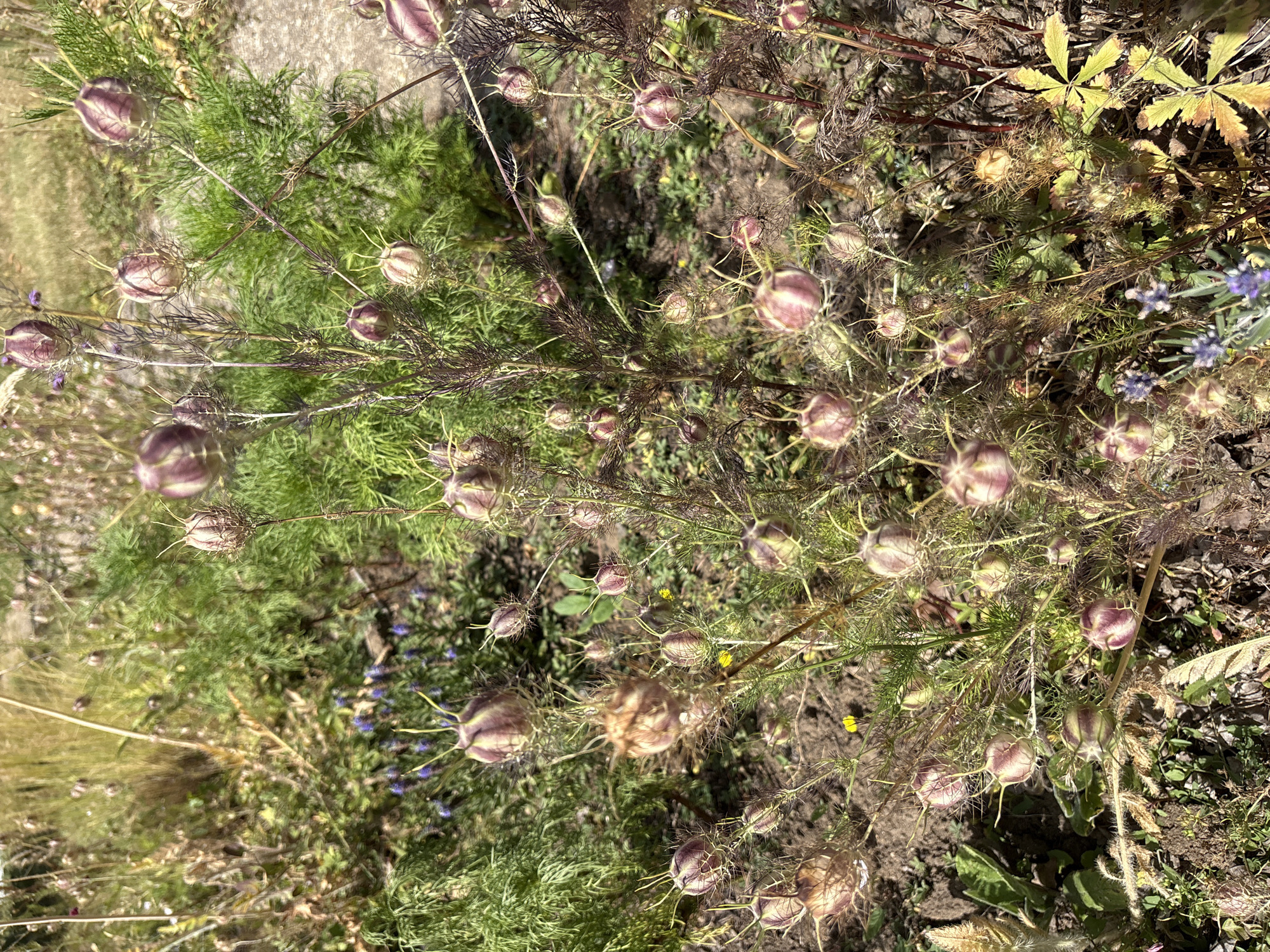 The image displays a close-up, overhead view of a plant with numerous seed pods, some of which are partially open. The seed pods are bulbous with a purplish hue and are adorned with spiky appendages. The plant has feathery, green foliage and is interspersed with dried brown plant material and dark soil. In the background, hints of other vegetation and a light-colored, possibly concrete surface are visible. Some small purple flowers and yellow wildflowers are also present, suggesting a garden or natural setting. The lighting indicates it is daytime, likely sunny, casting shadows and highlighting the textures of the seed pods. There is no visible text in the image. The overall impression is one of late summer or early autumn, as the plants are in the process of drying and producing seeds.