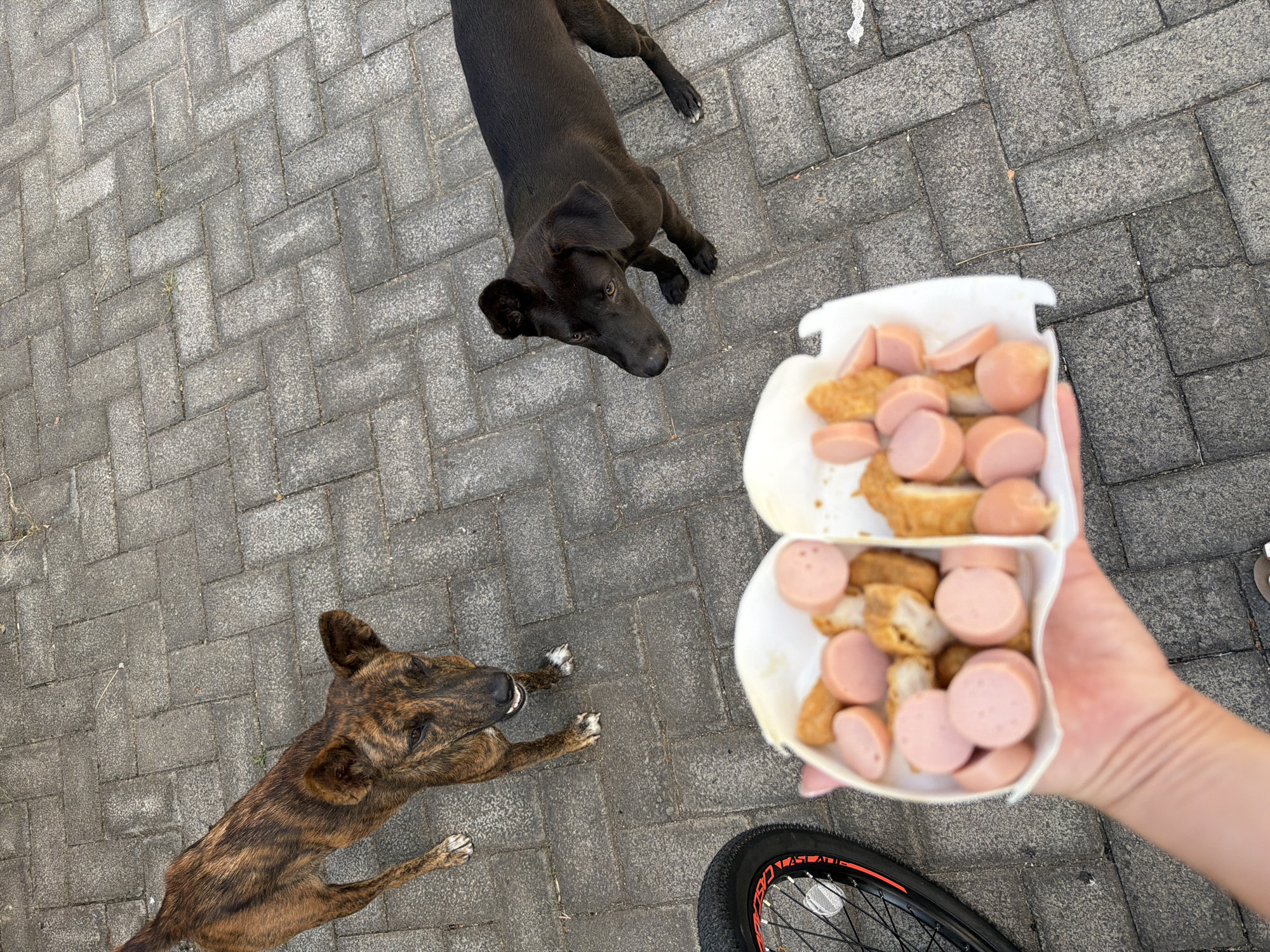 The image shows two stray dogs, one brindle-colored and the other black, standing on a paved surface likely in Kuta Selatan, Indonesia. A hand is holding a white takeout container filled with sliced sausages and fried chicken nuggets, which is being offered to the dogs. A portion of a bicycle wheel is visible in the lower left corner of the frame. The dogs appear to be looking at the food, with the brindle dog showing its teeth. The ground is paved with interlocking gray bricks, and some dry grass and debris are scattered on the surface. The lighting suggests it is daytime.
