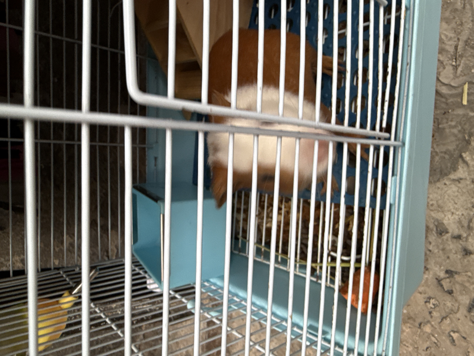 A guinea pig with orange and white fur is in a light blue cage. The cage is made of white metal bars and has a light blue plastic base. There is a piece of carrot visible in the bottom left of the cage. In the upper left of the cage, there is a yellow object that appears to be a bird. The cage is on a textured, greyish-brown surface that resembles concrete. The scene is indoors, with a dark background visible through the cage bars. No specific location in Nha Trang, Vietnam can be determined from the image.