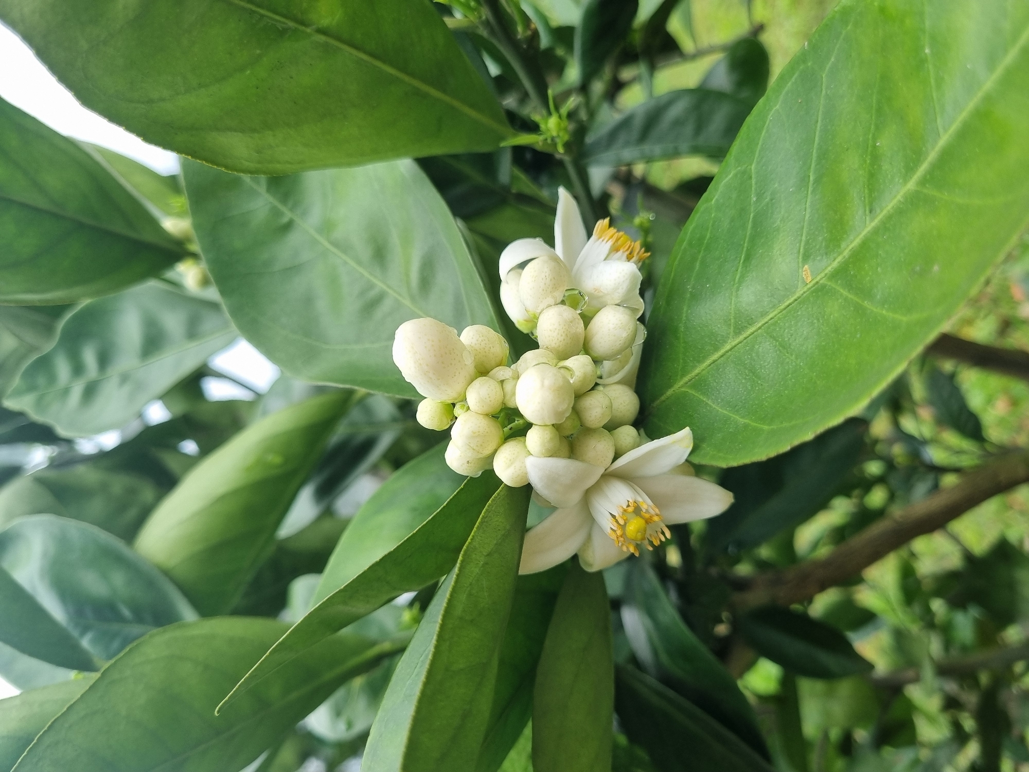 In Laranjal Paulista, Brazil, a close-up shot focuses on a cluster of white orange blossoms and buds on a tree. The flowers, with delicate petals and yellow stamen, are partially open, while numerous round, cream-colored buds are tightly packed together, some showing small water droplets. Lush green leaves, glossy and varied in size, surround the blossoms, creating a vibrant backdrop. The image captures the natural beauty of the citrus tree, hinting at the potential for future fruit. The overall environment appears to be outdoors, likely a garden or orchard, with soft, natural lighting.