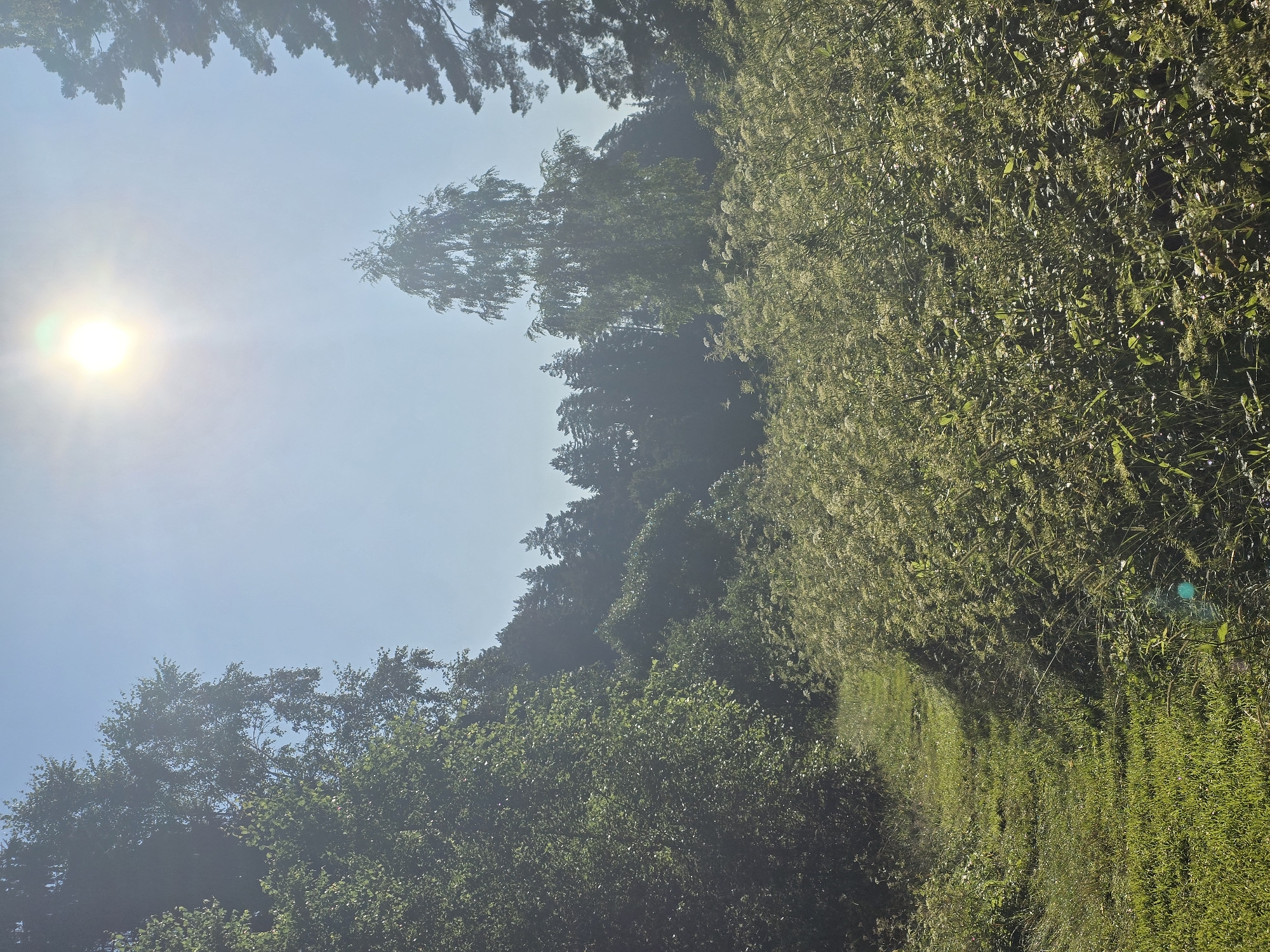 An eye-level, medium shot captures a sun-drenched pathway winding through a verdant landscape, suggesting a rural setting, potentially on the outskirts of Voinskaya Chast' Mchs, Russia. The sun, a bright disc with a halo effect, dominates the upper right quadrant of the frame, casting a warm glow and creating a slight haze. Lush green foliage, including trees and tall grasses, flanks the path, with a dense forest visible in the background. The path itself is a strip of mown grass, creating a clear visual guide into the scene. The overall impression is one of natural beauty and tranquility.