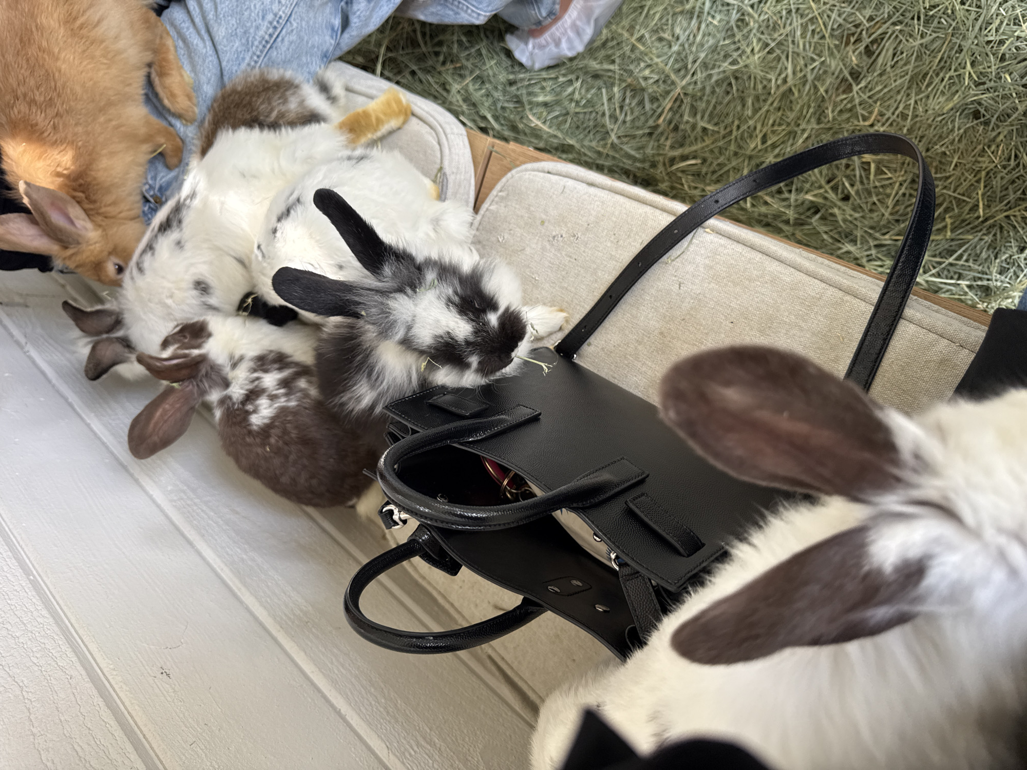 In Solana Beach, United States of America, a grouping of rabbits huddles near a black handbag. The rabbits are different colors: tan, brown and white spotted, and black and white spotted. They sit on a white wooden surface next to a beige upholstered area, possibly a bench, upon which sits a hay-like material. A pair of denim-clad legs is visible above the rabbits. The black handbag is open, and its interior is slightly visible.