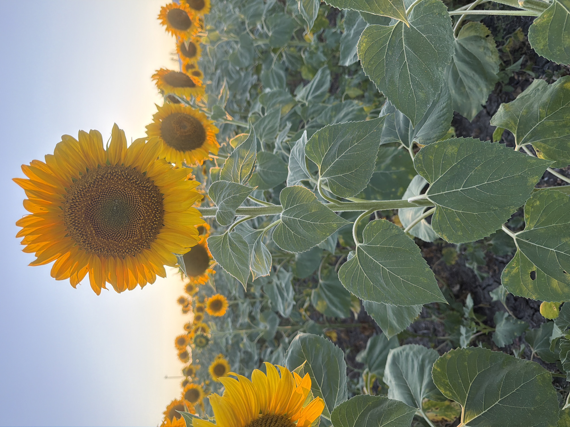 A low-angle, close-up shot features a field of sunflowers under a clear sky. The foreground is dominated by a large sunflower head, its bright yellow petals radiating outwards from a dark brown center. The stalk of this sunflower is thick and covered in large, heart-shaped green leaves with visible veins. Behind this prominent flower, a dense field of sunflowers stretches into the distance. Their heads, also in various shades of yellow and brown, are visible, some facing the viewer and others turned away. The leaves of these background sunflowers are also prominent, creating a textured green carpet. The sky above is a soft gradient of pale blue and yellow, suggesting either sunrise or sunset. The overall scene is one of natural beauty, with the sunflowers appearing to reach towards the light. The location is listed as Unknown, Unknown. There are no people or animals visible in the image.