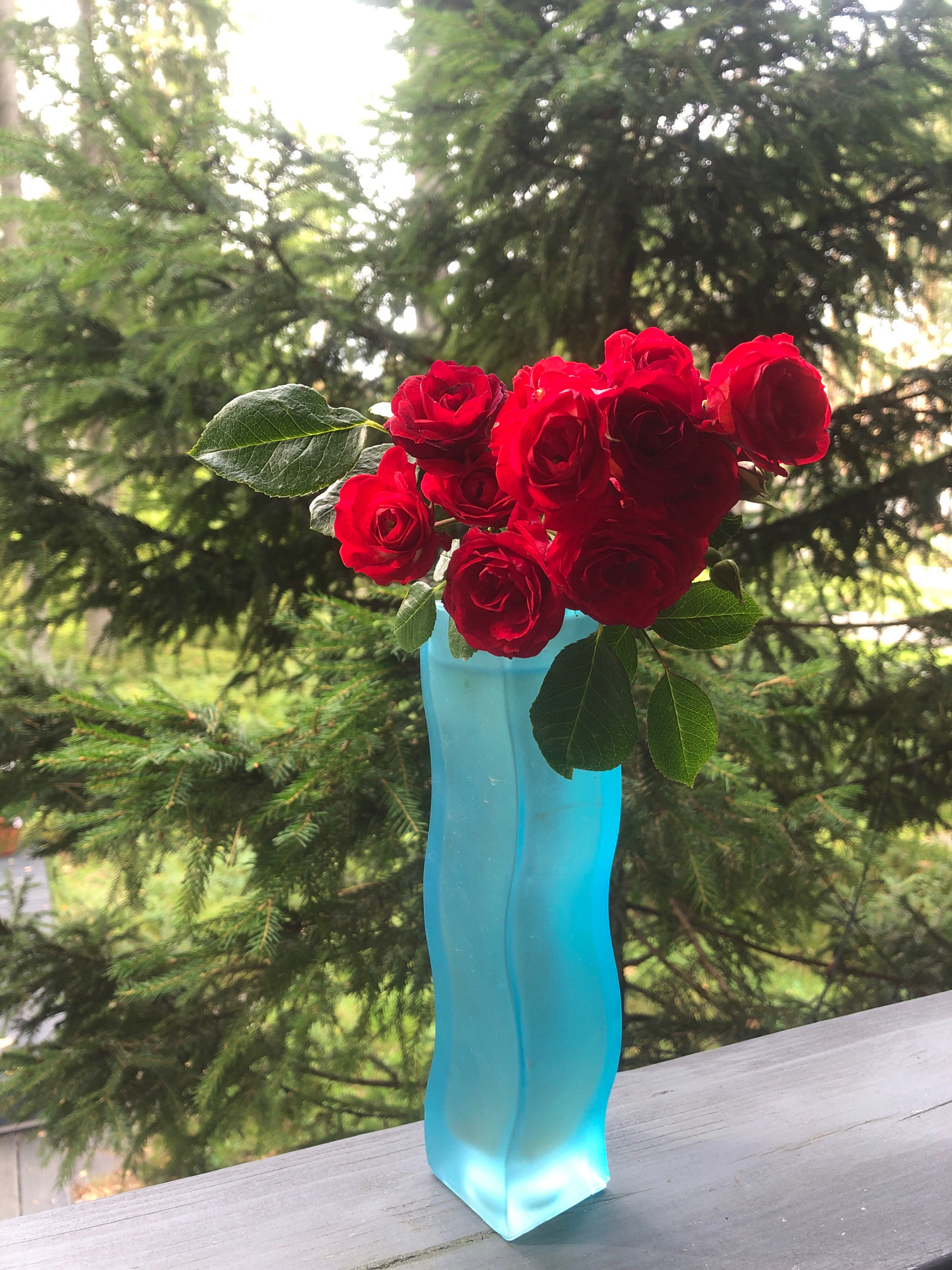 A bouquet of bright red roses is arranged in a light blue, wavy vase. The vase sits on a grey wooden surface, likely a railing or table. Behind the vase and roses, a dense green evergreen tree fills the background, with dappled sunlight filtering through its branches. The image appears to be taken outdoors, possibly on a balcony or deck, with a hint of green foliage and soft lighting suggesting a natural setting. There are no people visible in the image. The scene is tranquil and serene. There is no information in the image to indicate it is located in Arfa, Russia.