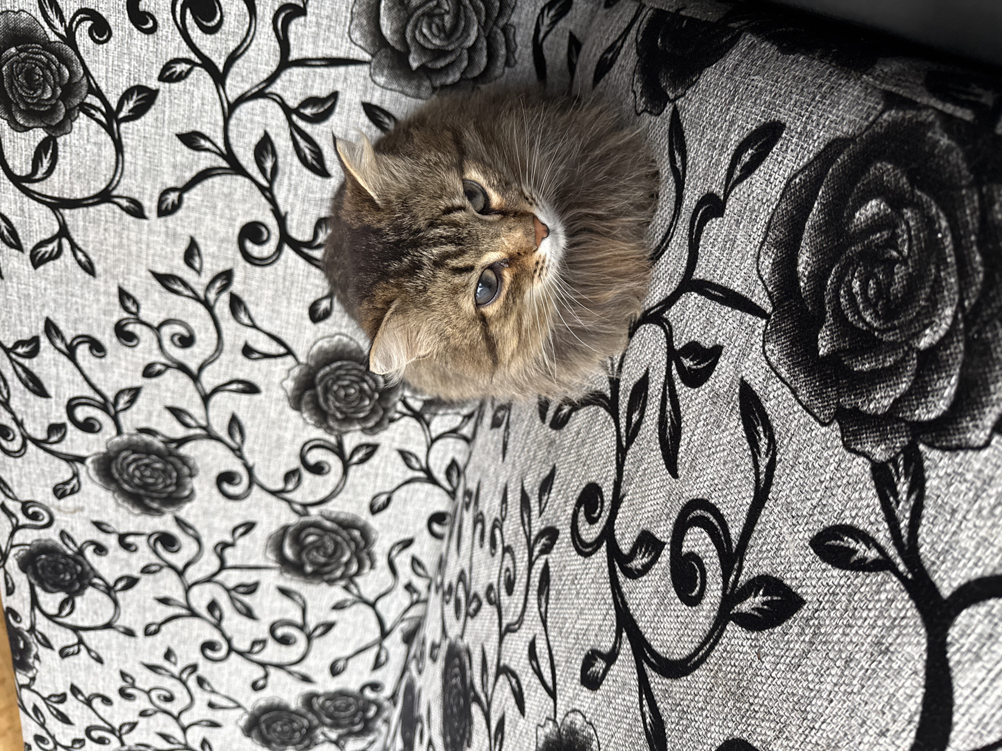 A close-up, high-angle shot shows a fluffy, brown tabby cat resting on a patterned fabric surface. The fabric features a repeating design of black roses and swirling vines on a gray background. The cat's head is centered in the frame, with its blue eyes looking slightly to the right. The texture of the fabric is visible, showing a woven material. The setting is indoors, but the specific location in the city of Tyulyuk, Russia, is not discernible from the image.