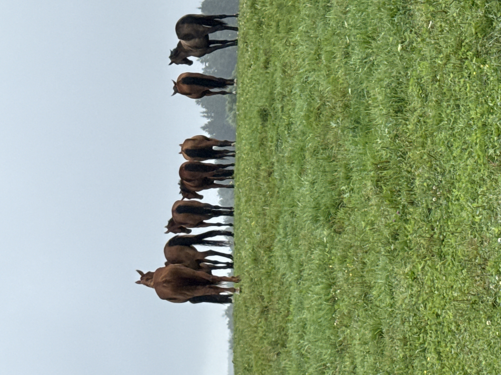 A herd of horses stands on a grassy hill under an overcast sky. The horses are facing away from the camera, with their backs to the viewer. They are positioned on a slight incline, with a line of trees visible in the background. The grass on the hill is green and appears to be somewhat overgrown, with small white flowers scattered throughout. The sky is a uniform pale gray, suggesting a cloudy or foggy day. The scene is serene and natural, with no signs of human activity or man-made structures. The image has a slightly muted color palette, characteristic of an overcast day.