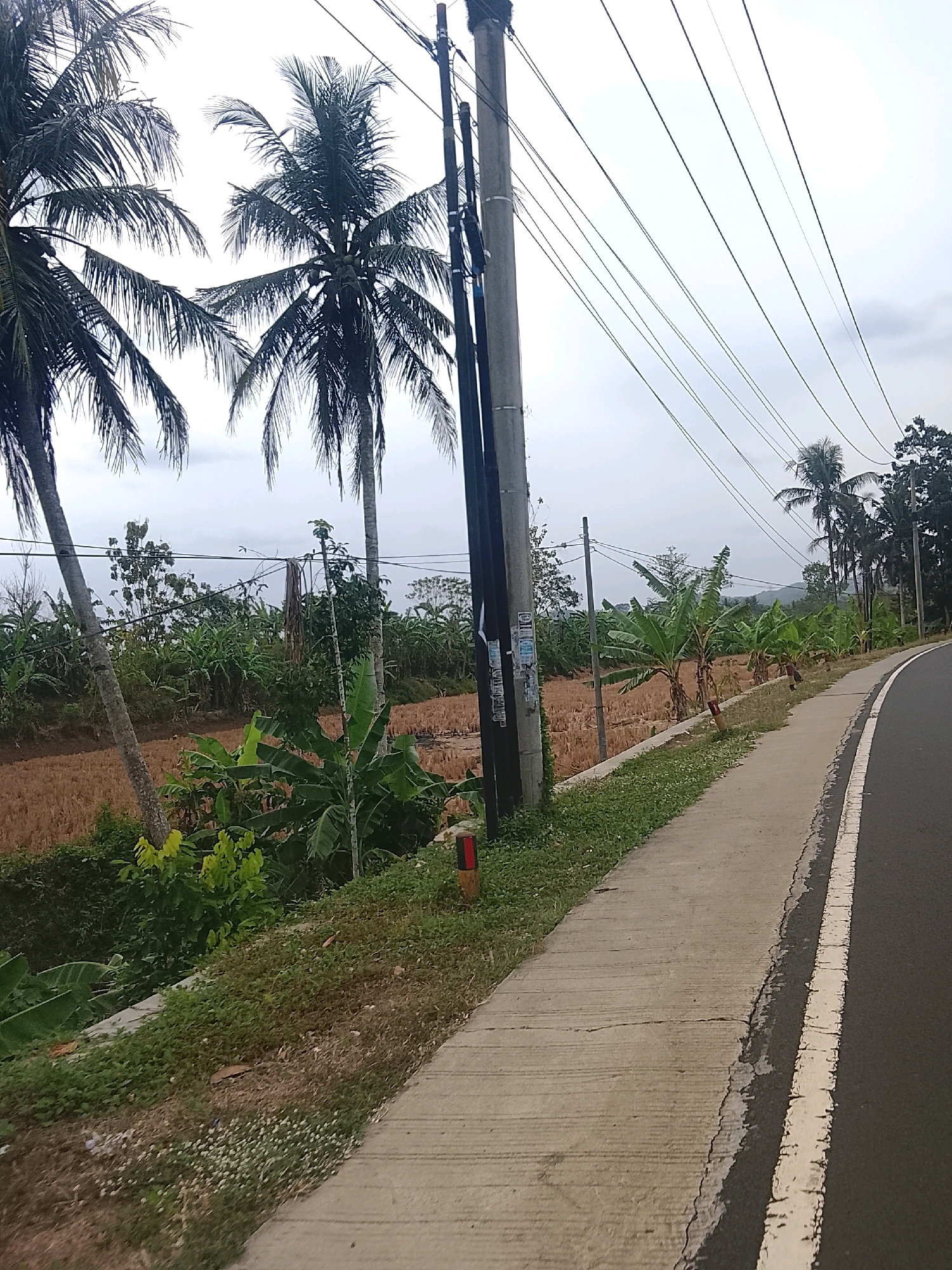 The image captures a rural roadside scene in Kertahayu, Indonesia. A paved road with a white line marking curves to the right. Adjacent to the road is a concrete sidewalk, bordered by grassy verges. Beyond the sidewalk, a field of dry, light brown vegetation, likely harvested rice paddies, stretches out. Lush green banana trees and palm trees are interspersed throughout the landscape. Several utility poles with a network of wires crisscross the sky. The background features a dense collection of trees and foliage, with rolling hills and a cloudy sky. The overall impression is one of a tropical, agricultural environment.