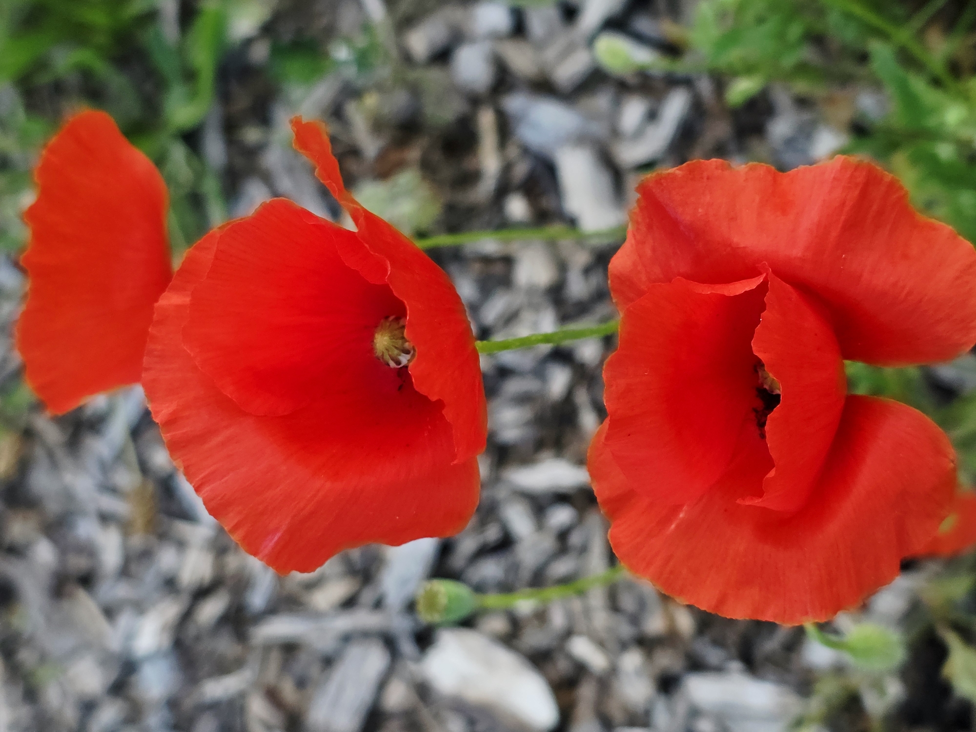 In Warsaw, Poland, this image captures a close-up view of three vibrant red poppies in a garden setting. The poppies are the primary subjects, with two in the foreground and one slightly out of focus in the background. The petals of the poppies are delicate and ruffled, showcasing their bright red color. The center of the two foreground poppies reveals their stamens, adding texture and detail. Surrounding the flowers, the ground appears to be covered with mulch or wood chips, with hints of green foliage in the background, suggesting a natural or cultivated outdoor environment. The lighting is natural, highlighting the rich color of the poppies. There are no people or animals visible in the image.