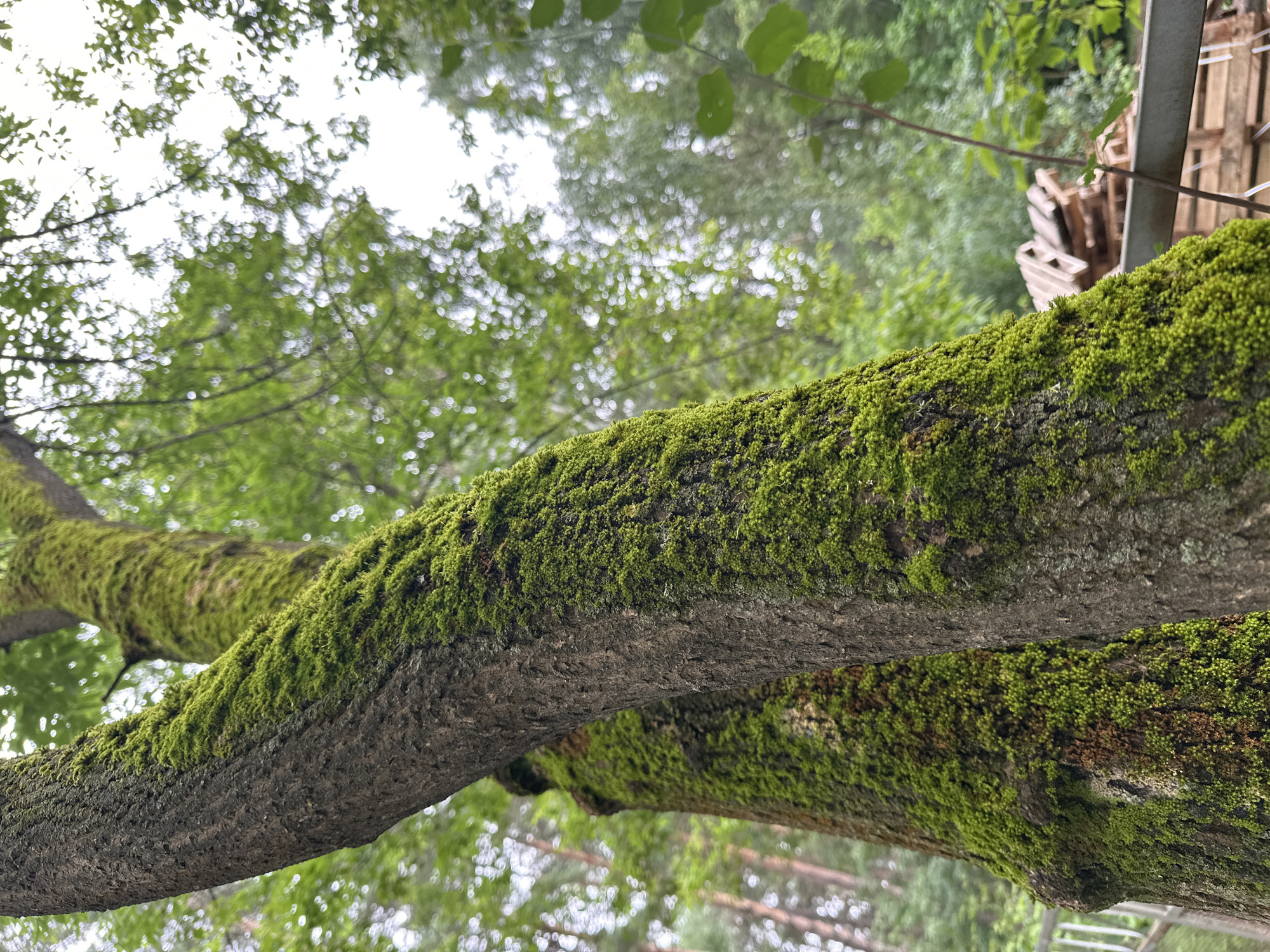 The image shows two tree trunks covered in moss, in a park-like setting. The trees are close together, with one trunk angled in the foreground. The moss is bright green and covers a significant portion of the bark. In the background, blurred green foliage and a bright sky are visible, suggesting an outdoor environment. There are also some indistinct wooden structures and a metal railing visible in the background, hinting at a park or recreational area. The scene appears to be in a natural, somewhat overgrown environment.
