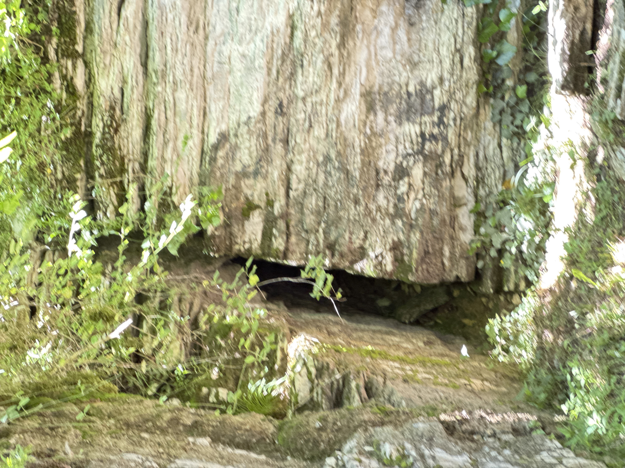 This image captures a dense, natural outdoor scene, likely a forest or rocky woodland in Khleborob, Russia. The primary subjects are rugged rock formations and abundant green vegetation. A large, textured rock face, possibly a cliff or massive boulder, dominates the central and upper portions of the frame. Its surface displays vertical striations and is adorned with patches of green moss or algae, along with various shades of brown and gray.
Beneath this prominent rock, a dark, horizontal crevice or opening is visible, creating a shadowy recess that suggests a small cave entrance, an overhang, or a deep gap between rock structures. Lush green foliage, including vines and smaller plants, frames the scene, particularly a thick cluster of bright green leaves and branches on the left, partially obscuring the rock face. More greenery is scattered across the foreground and on the right side, where bright sunlight illuminates specific leaves and a section of another tree trunk or rock.
The scene is set during the daytime, with clear sunlight filtering through, creating strong highlights on the vegetation and certain rock surfaces, and casting deep shadows, especially within the dark opening. The weather appears clear, allowing for this distinct play of light and shadow. The overall impression is one of a wild, untamed natural environment, rich in texture and organic forms. There are no people, animals, or artificial objects visible, and no discernible text.