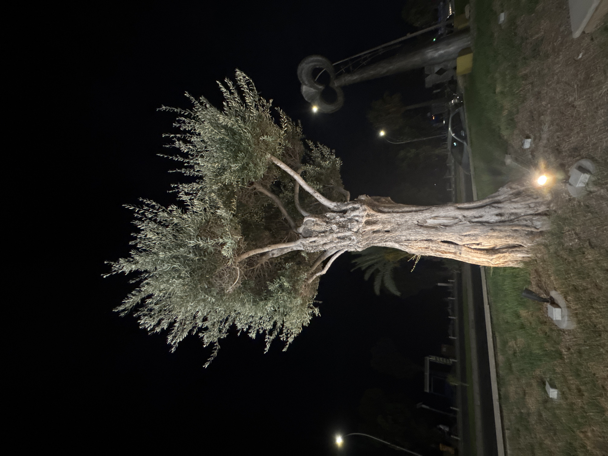 This is a nighttime, low-angle, full-shot photograph taken in Germasogeia Municipality, Cyprus. The central subject is a mature olive tree with a thick, gnarled trunk and a dense canopy of silvery-green leaves. The tree is illuminated by a warm-toned spotlight at its base, which casts shadows and highlights the textured bark. In the background, a dark night sky is visible, punctuated by the distant glow of streetlights and possibly building lights. To the right of the olive tree, a tall, abstract metal sculpture with a curved, loop-like form is visible. It appears to be a dark, weathered material. Beyond the sculpture, a street with passing cars and a sidewalk can be seen, with palm trees and other foliage lining the area. The ground in the foreground is covered with dry grass and a few small, square electrical boxes. The overall atmosphere is serene and somewhat dramatic due to the nighttime lighting.